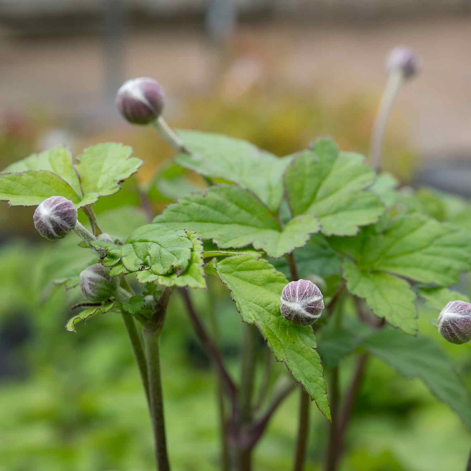 Anemone 'Loreley' - Image 5