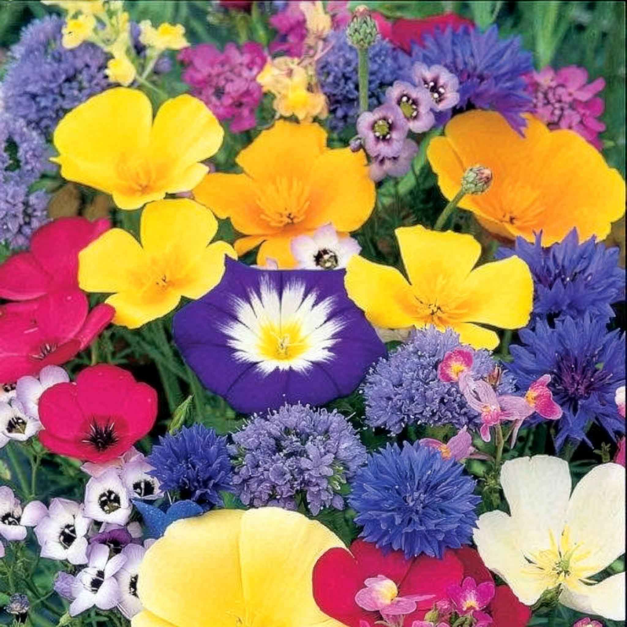 Annual Flower Seeds 'Dwarf Mix' - Image 5