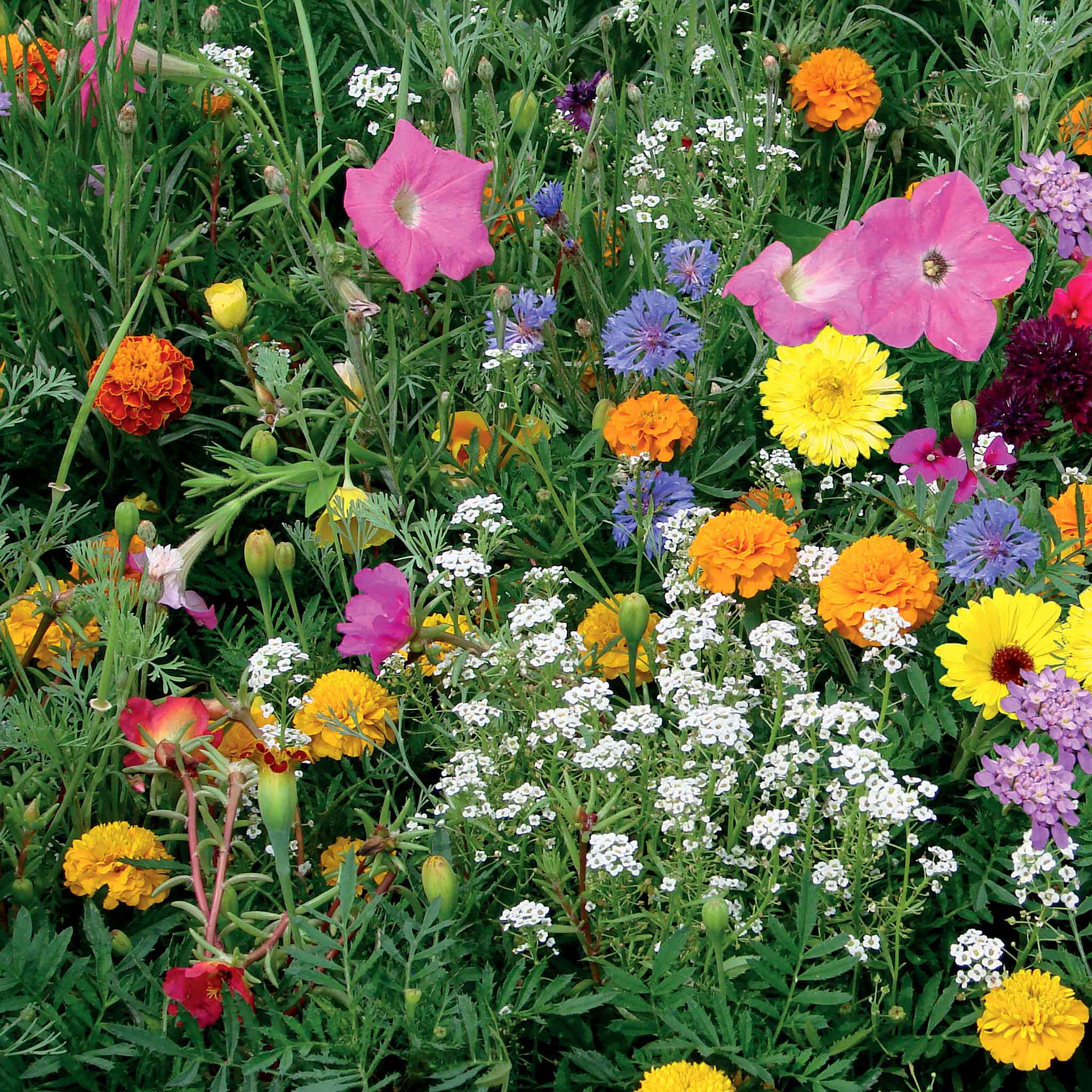 Annual Flower Seeds 'Unwins Container Mix' - Image 4