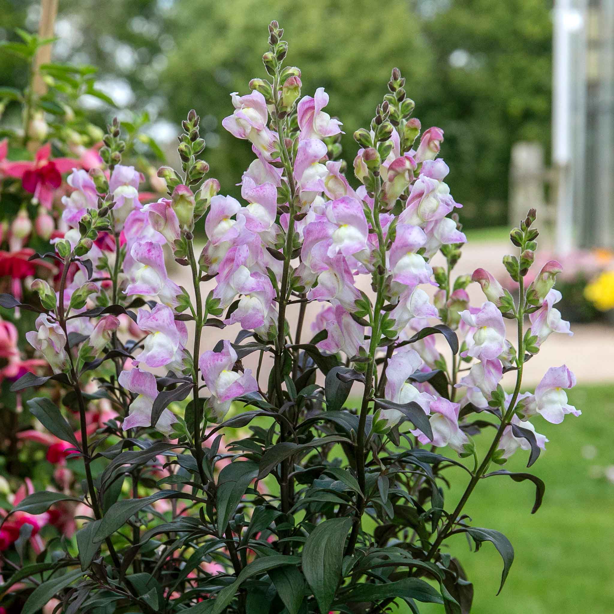 Antirrhinum Collection - Image 4