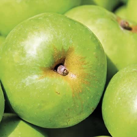 Apple 'Grenadier'