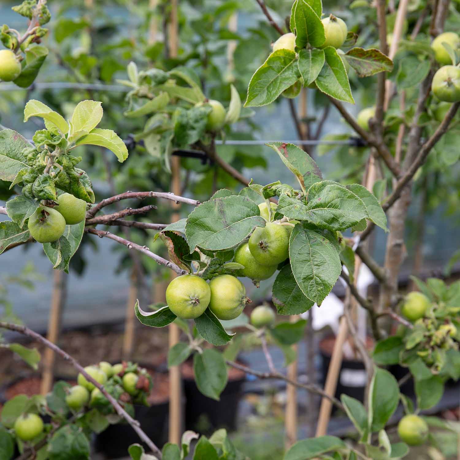 Apple 'Grenadier' - Image 2