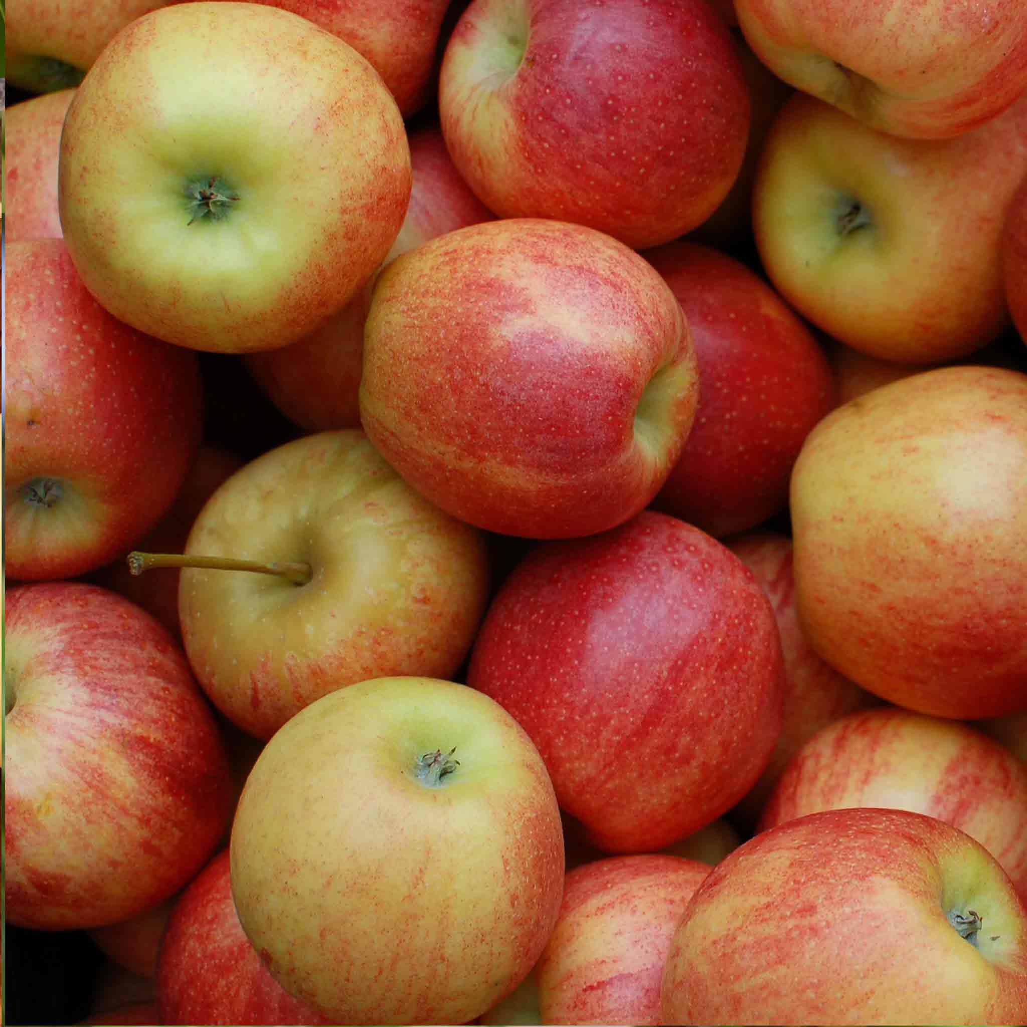 Apple 'Laxton's Superb' - Image 2