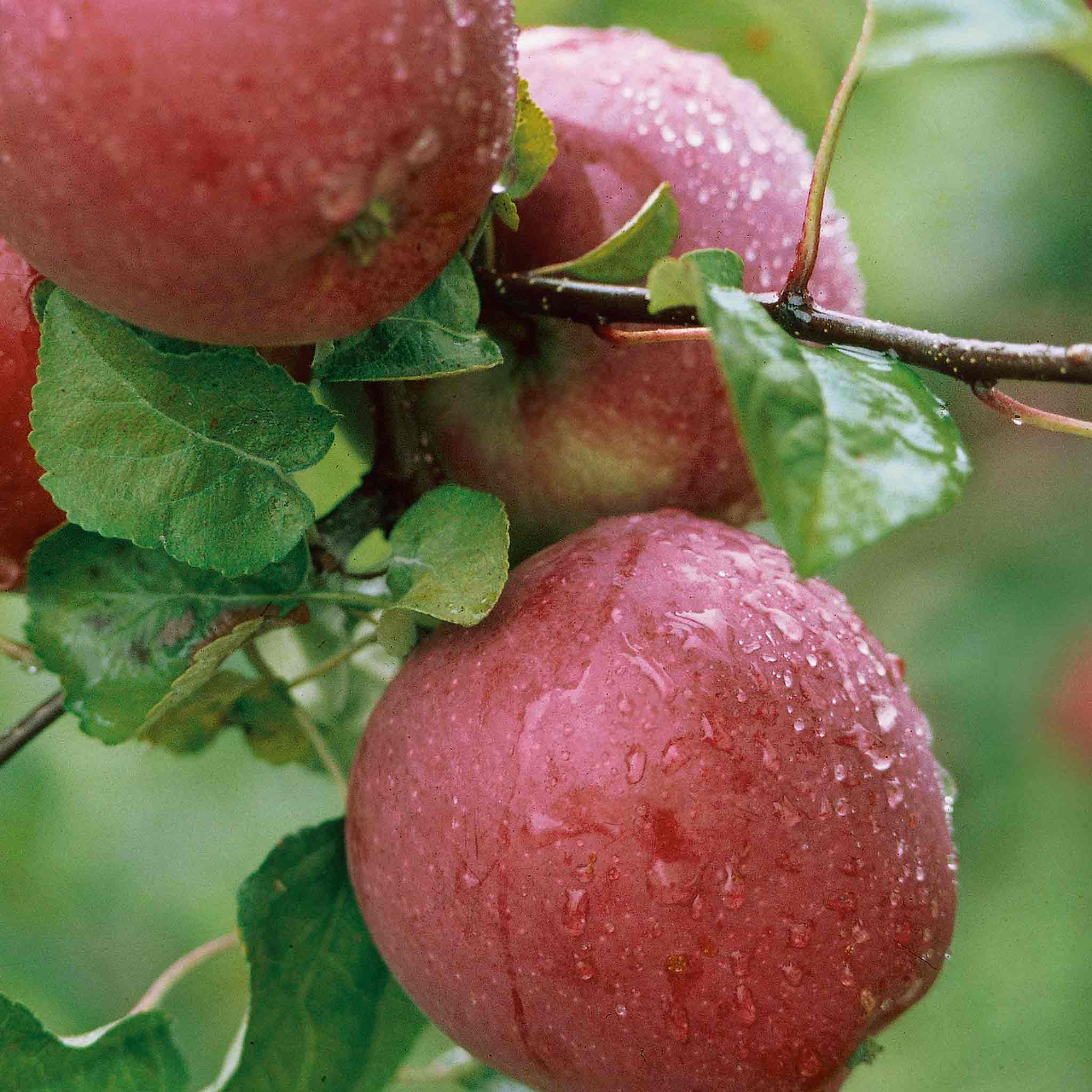 Apple 'Spartan' - Image 2