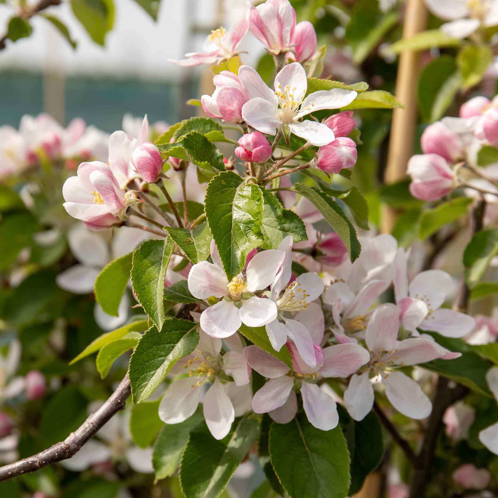 Apple Tree 'Ashmeads Kernal' - Image 7