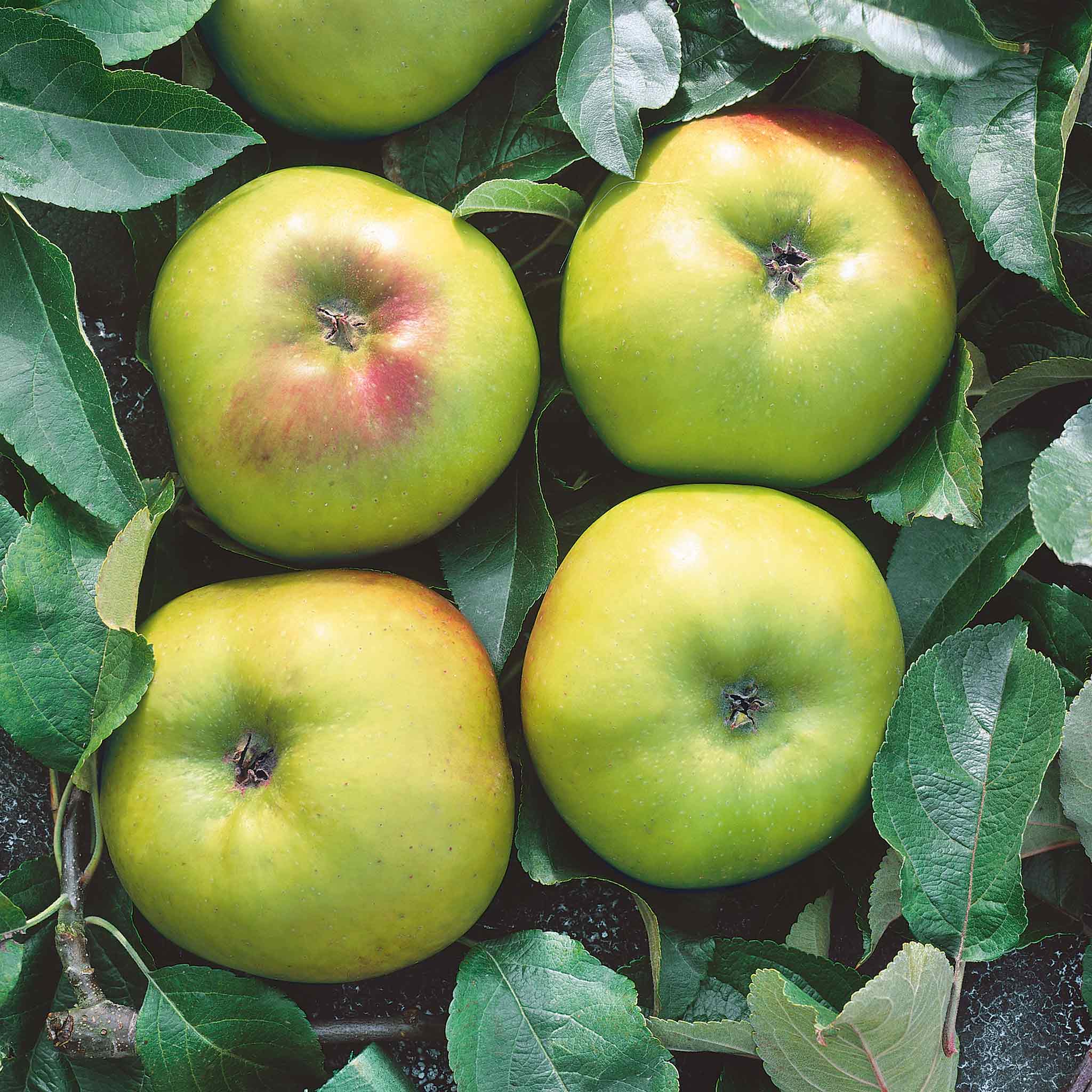 Apple 'Bramley' - Image 8