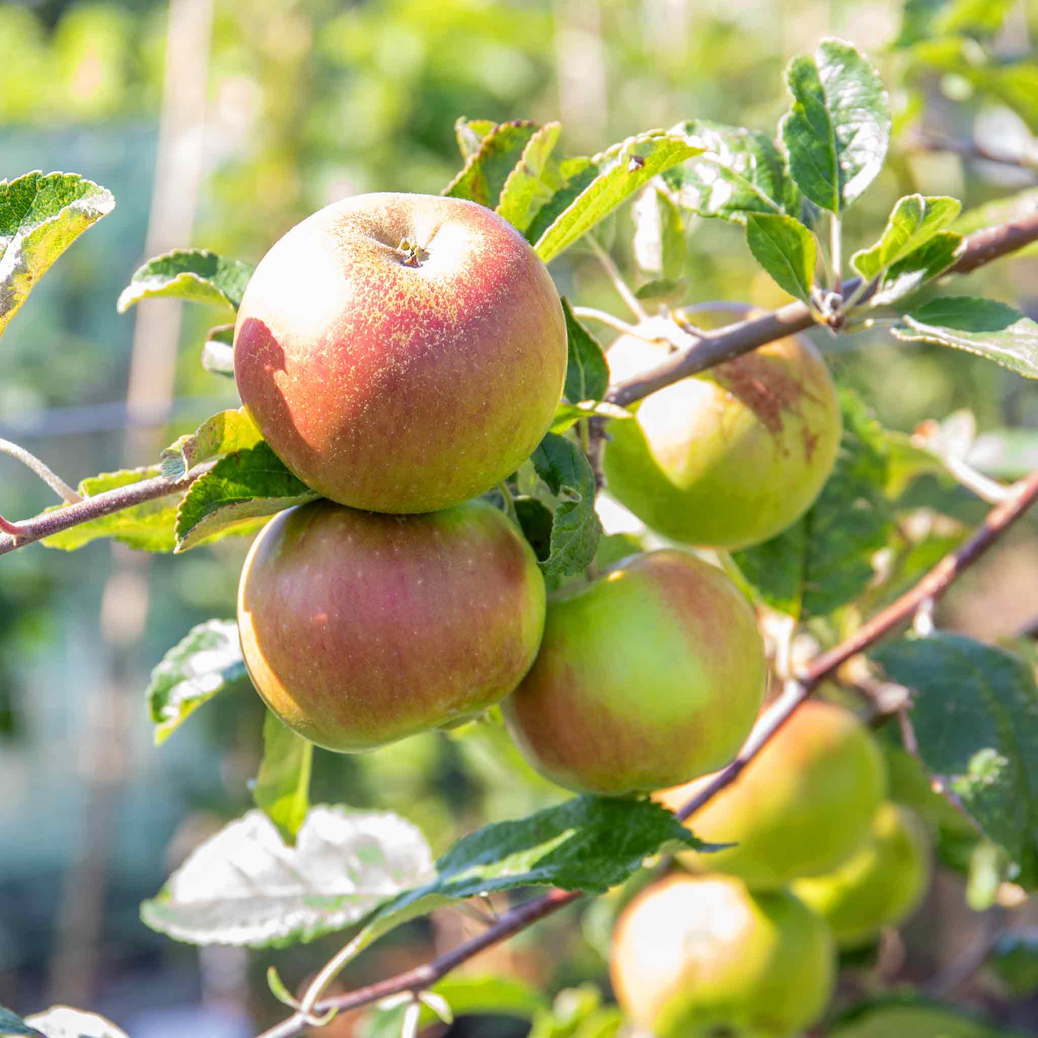 Patio Apple 'Cox’s Orange Pippin' - Image 13