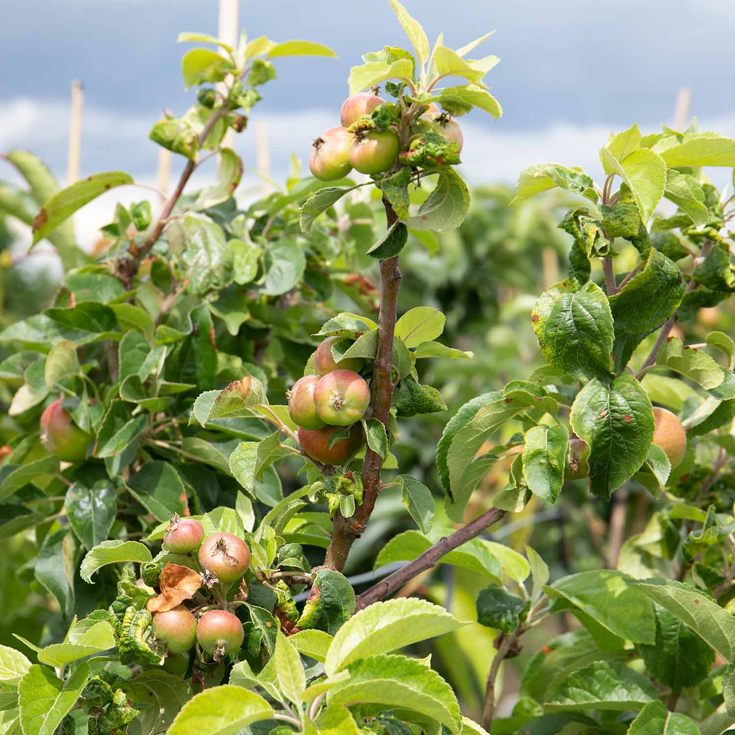 Apple 'Discovery' - Image 2