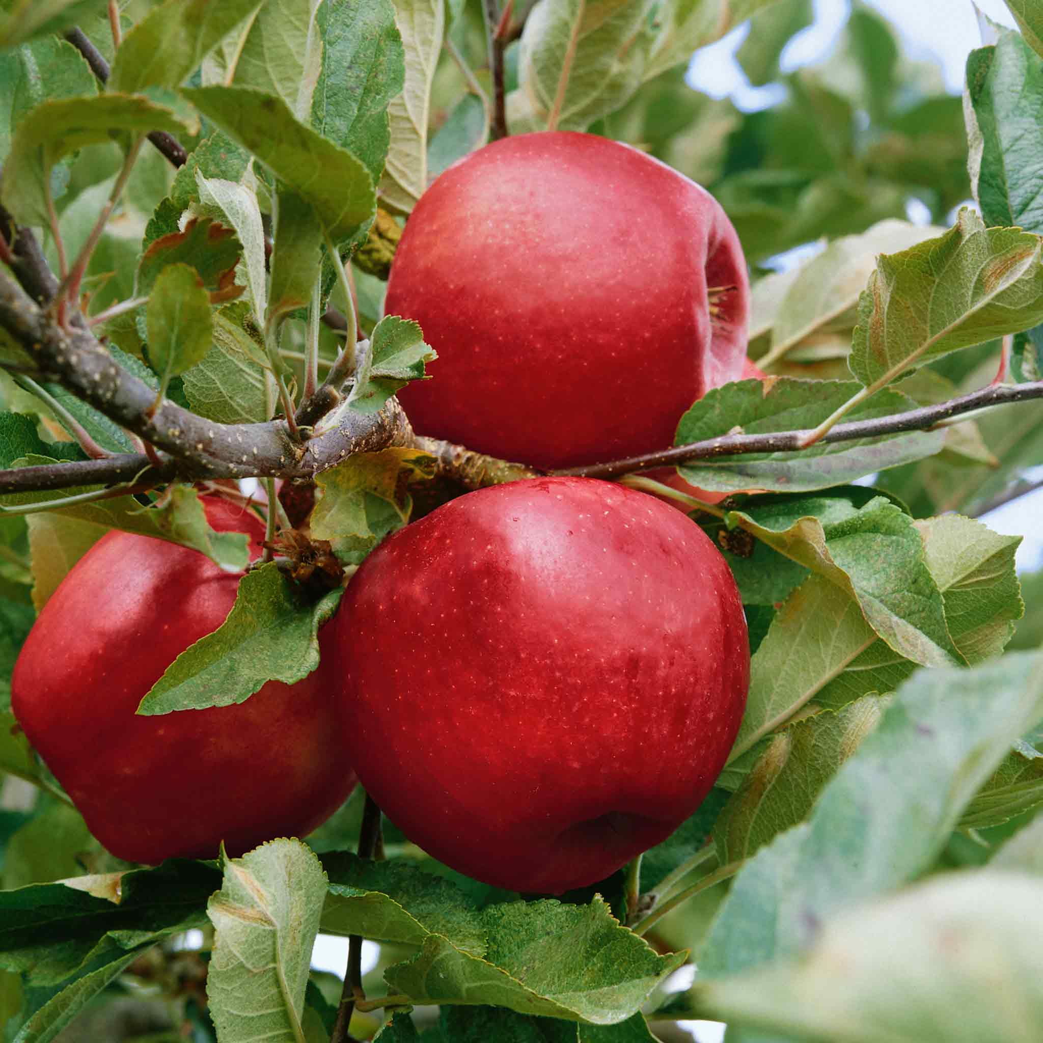 Patio Apple 'Elstar' - Image 3