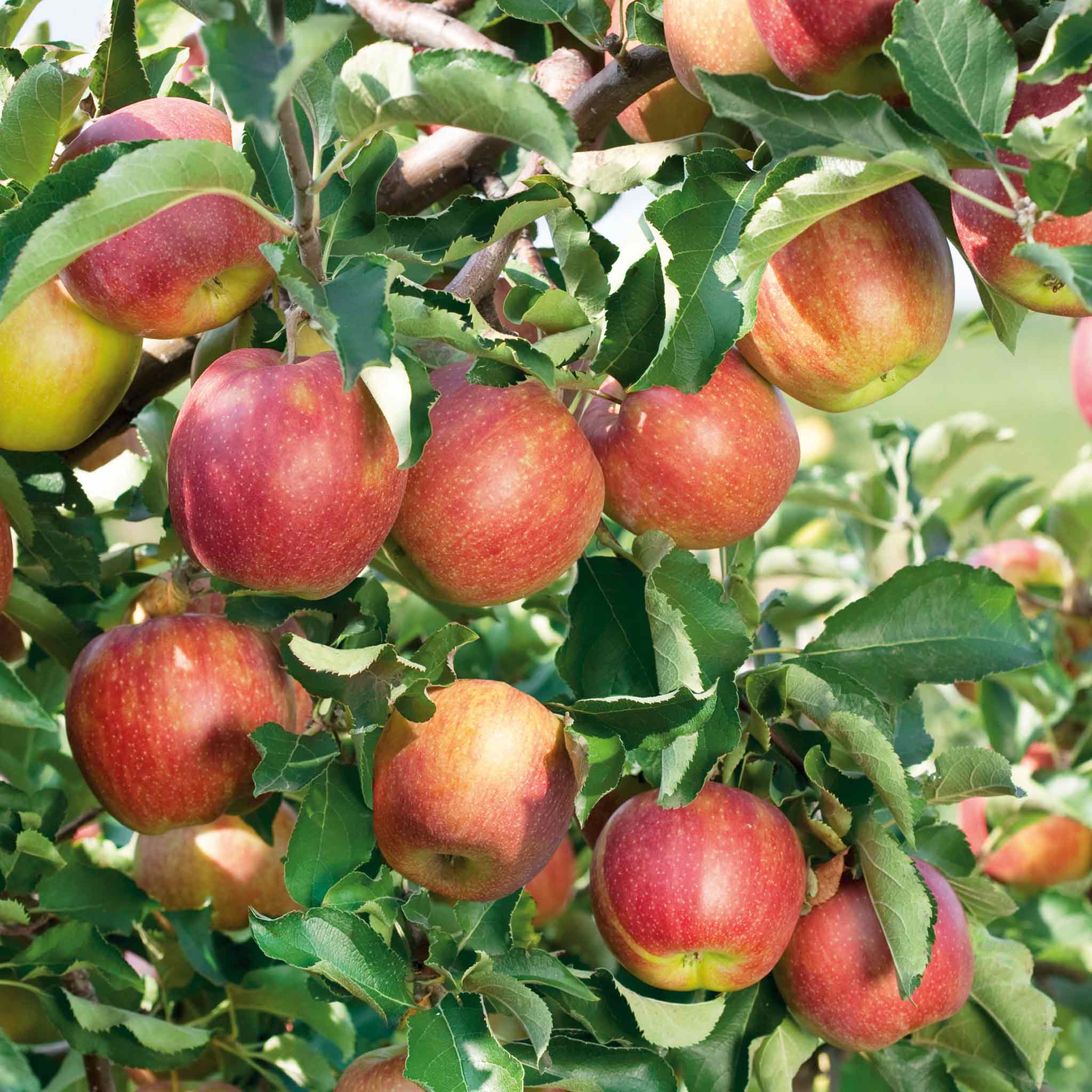 Apple 'Jonagold' - Image 3