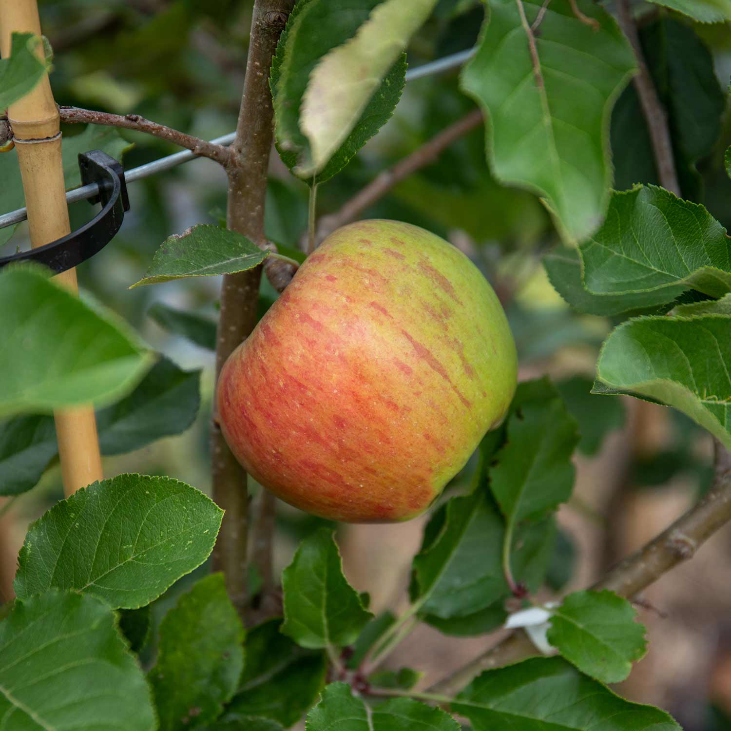 Apple 'Pixie' - Image 10