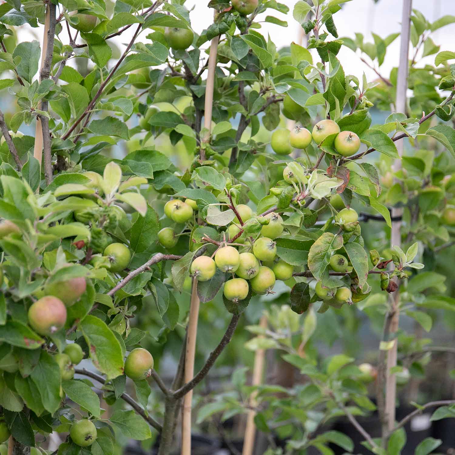 Apple 'Pixie' - Image 2