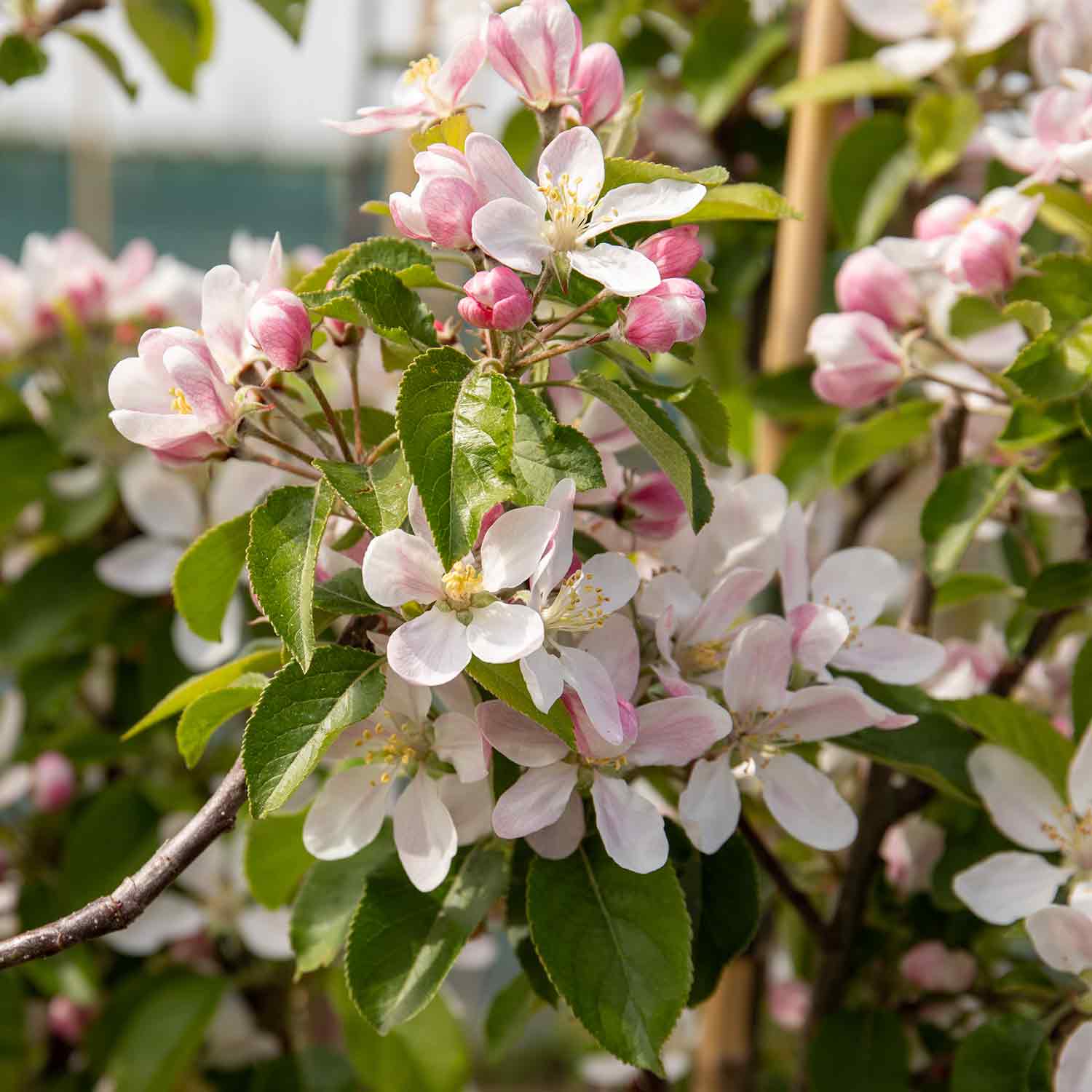 Apple 'Pixie' - Image 7