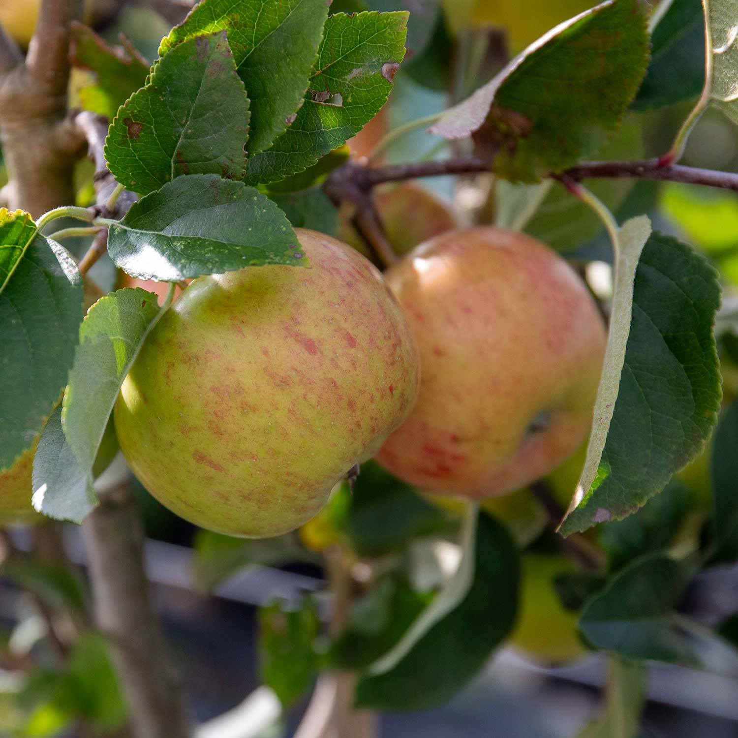 Apple 'Pixie' - Image 8
