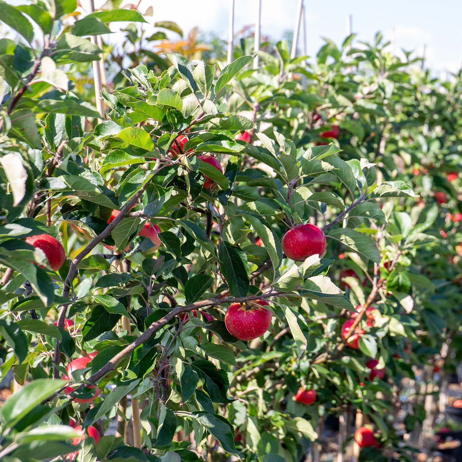 Apple 'Worcester Pearmain' - Image 2
