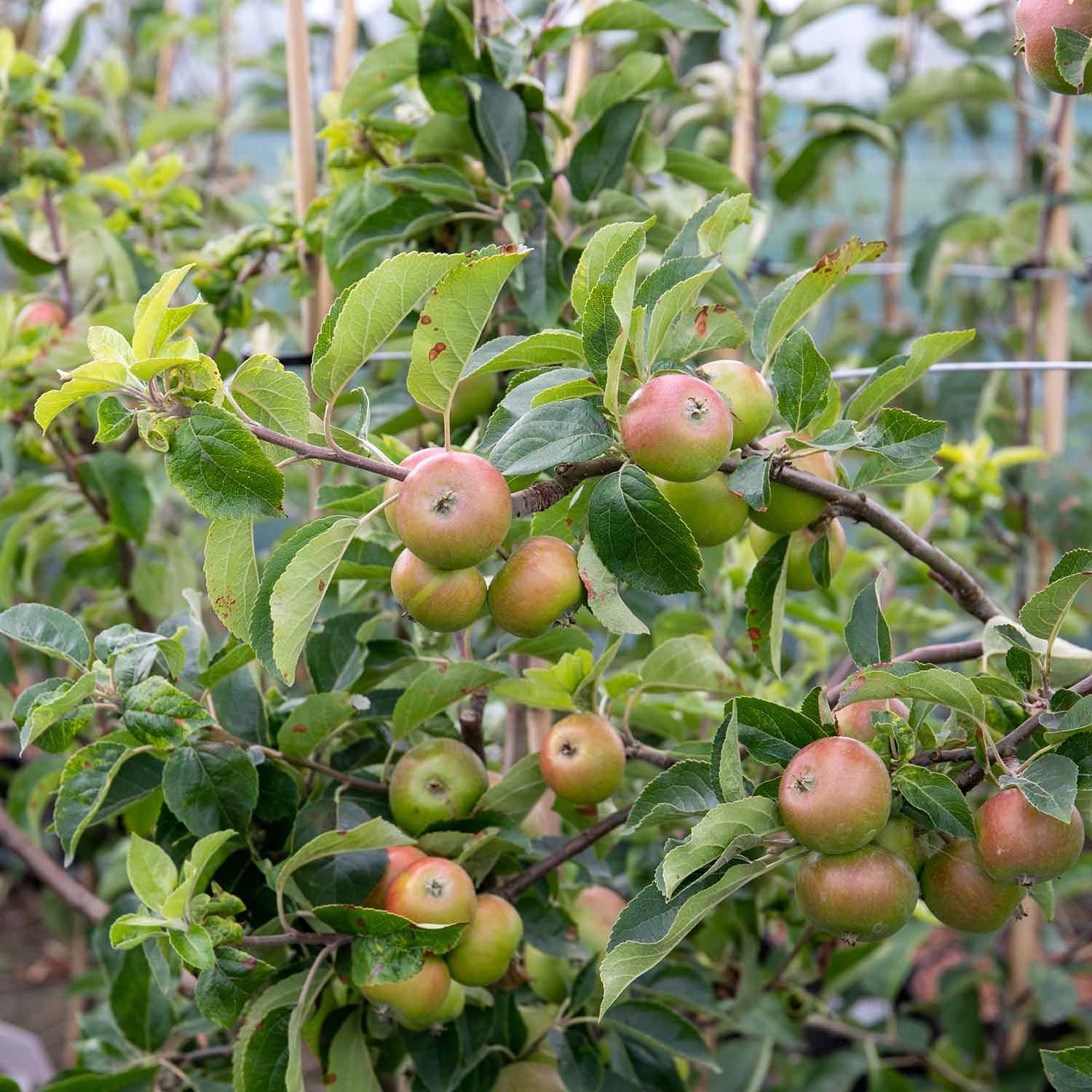 Apple 'Worcester Pearmain' - Image 8