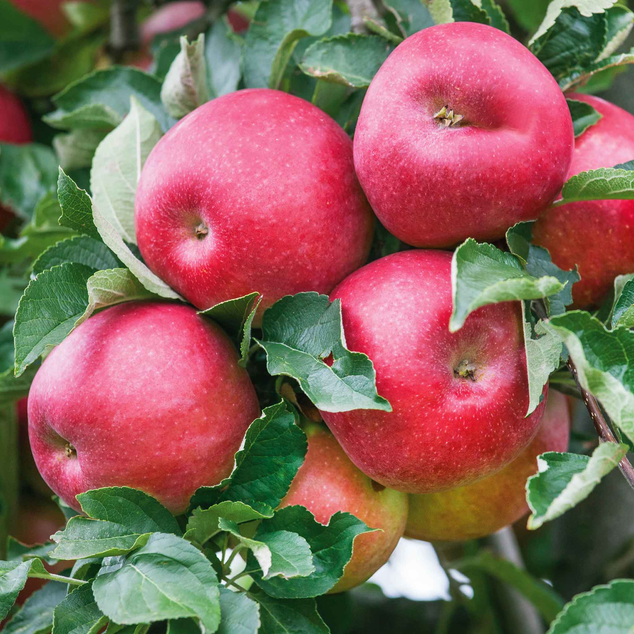 Apple Twin Tree 'Braeburn & Idared' - Image 2