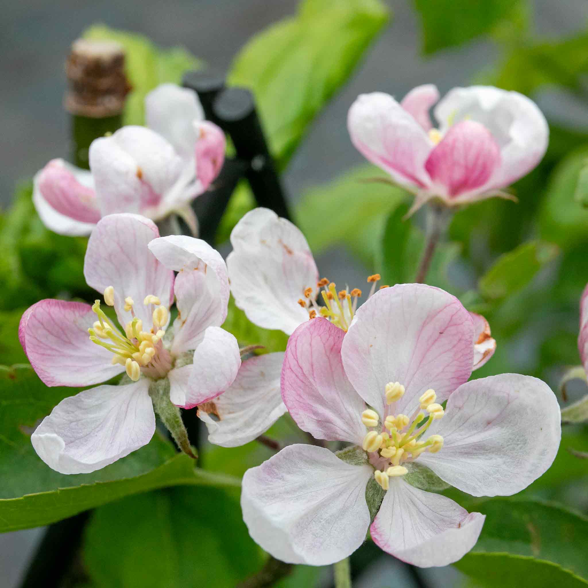 Apple Twin Tree 'Braeburn & Idared' - Image 4