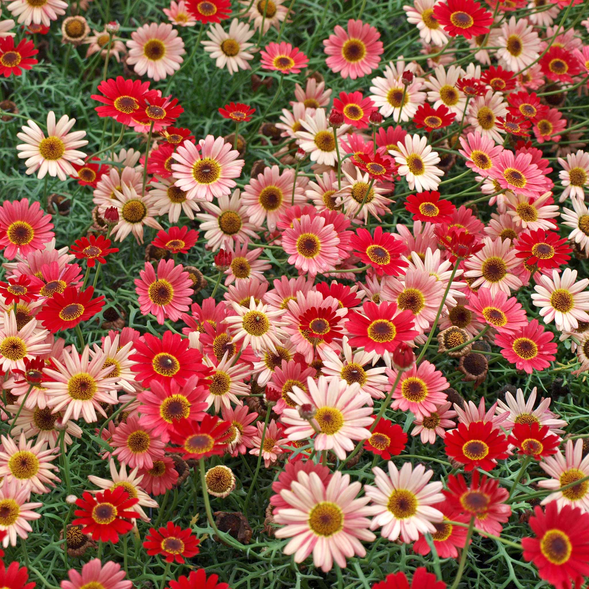 Argyranth. Grandaisy 'Red/Orange' - Image 7