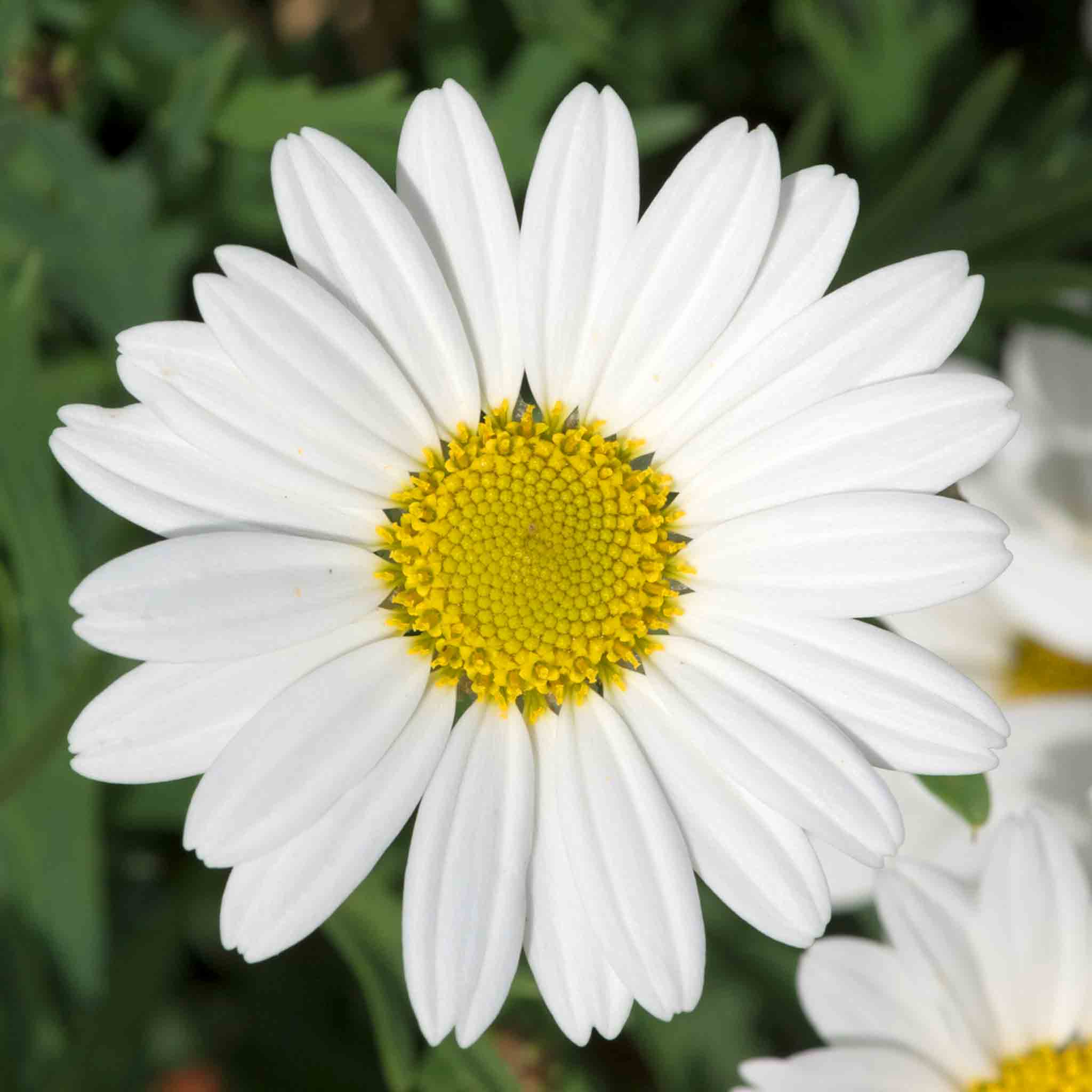 Argyranthemum Collection - Image 8