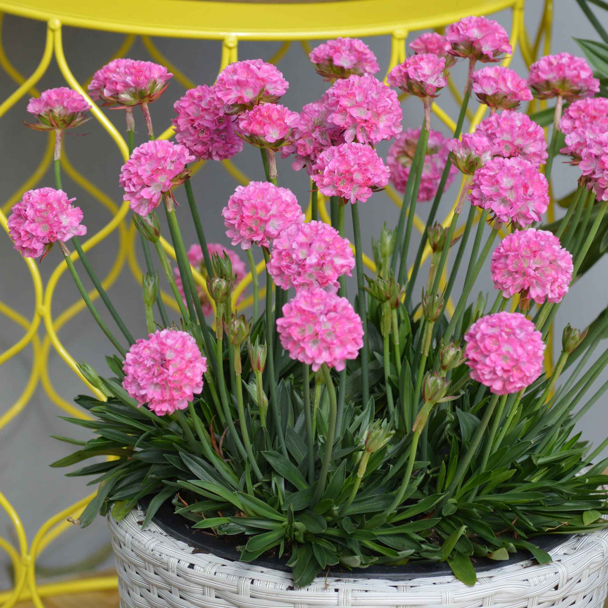 Armeria 'Dreameria Daydream' - Image 6