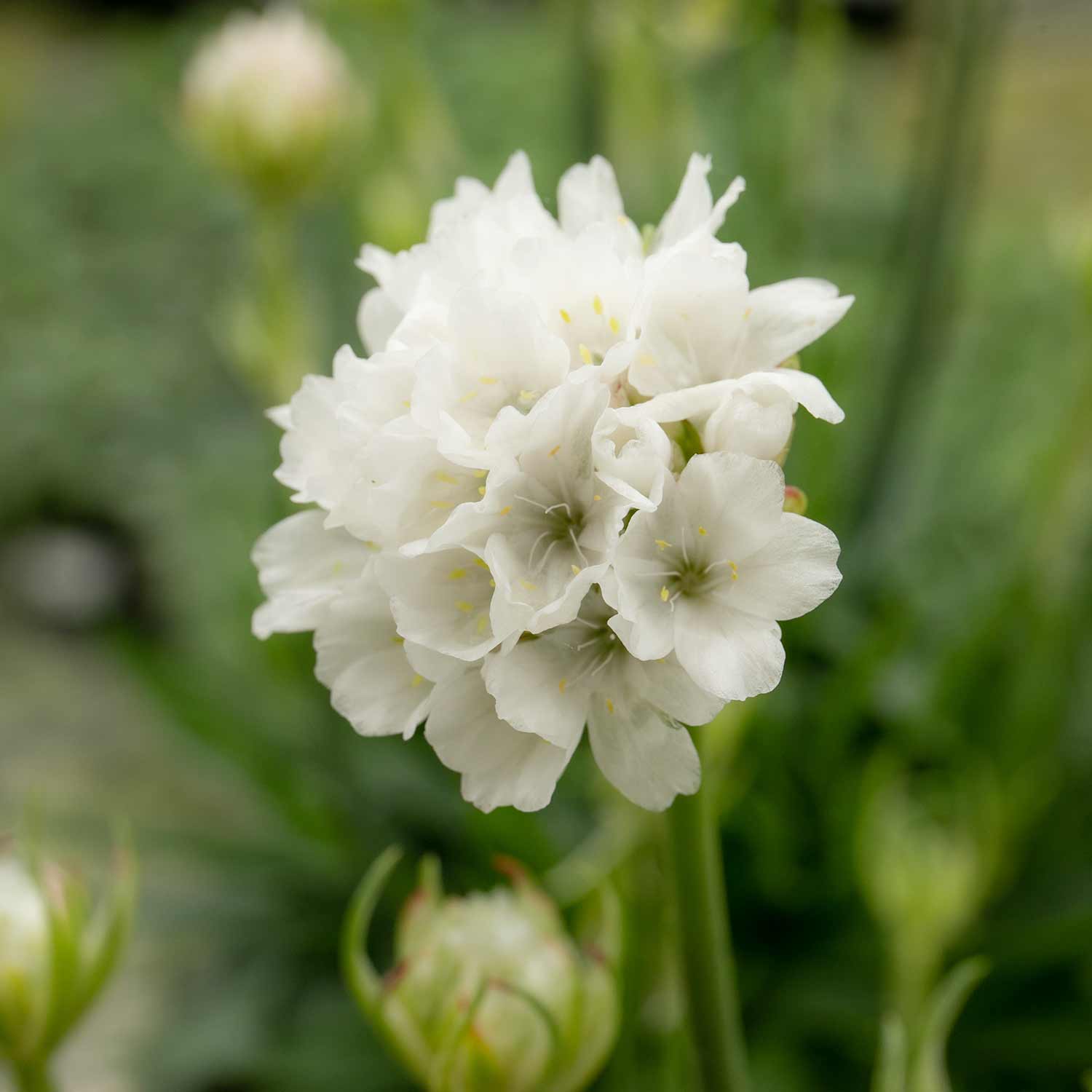 Armeria 'Dreameria Dream Clouds' - Image 2