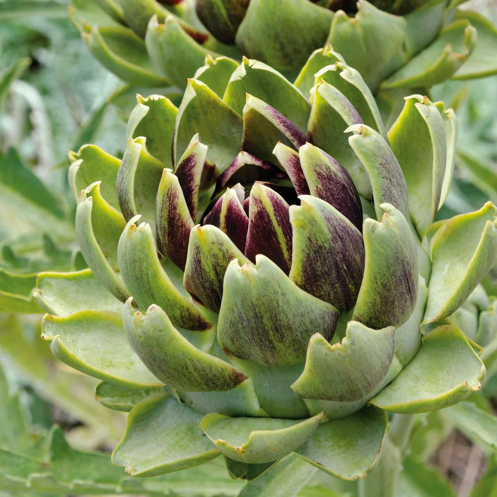Artichoke 'Duo Pack' - Image 7