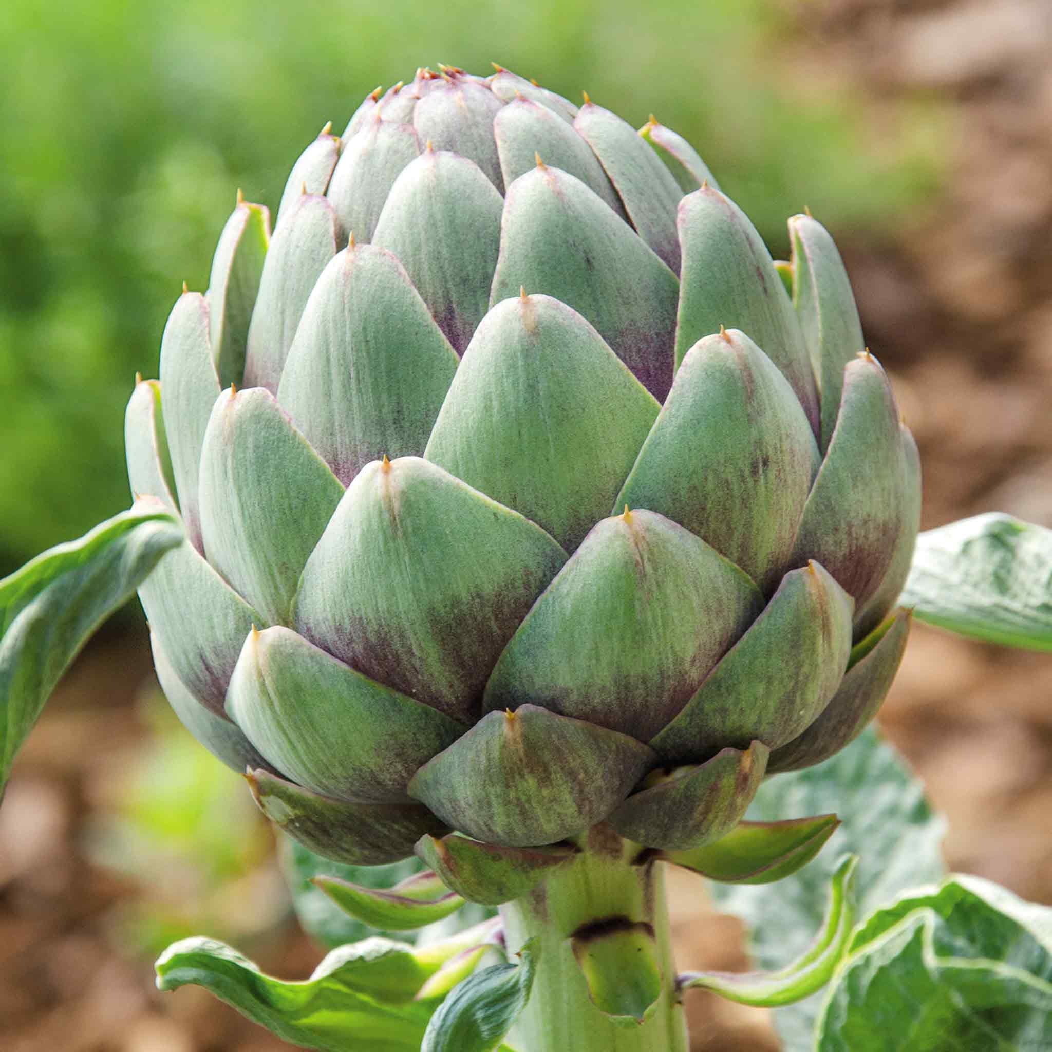 Artichoke 'Duo Pack' - Image 8