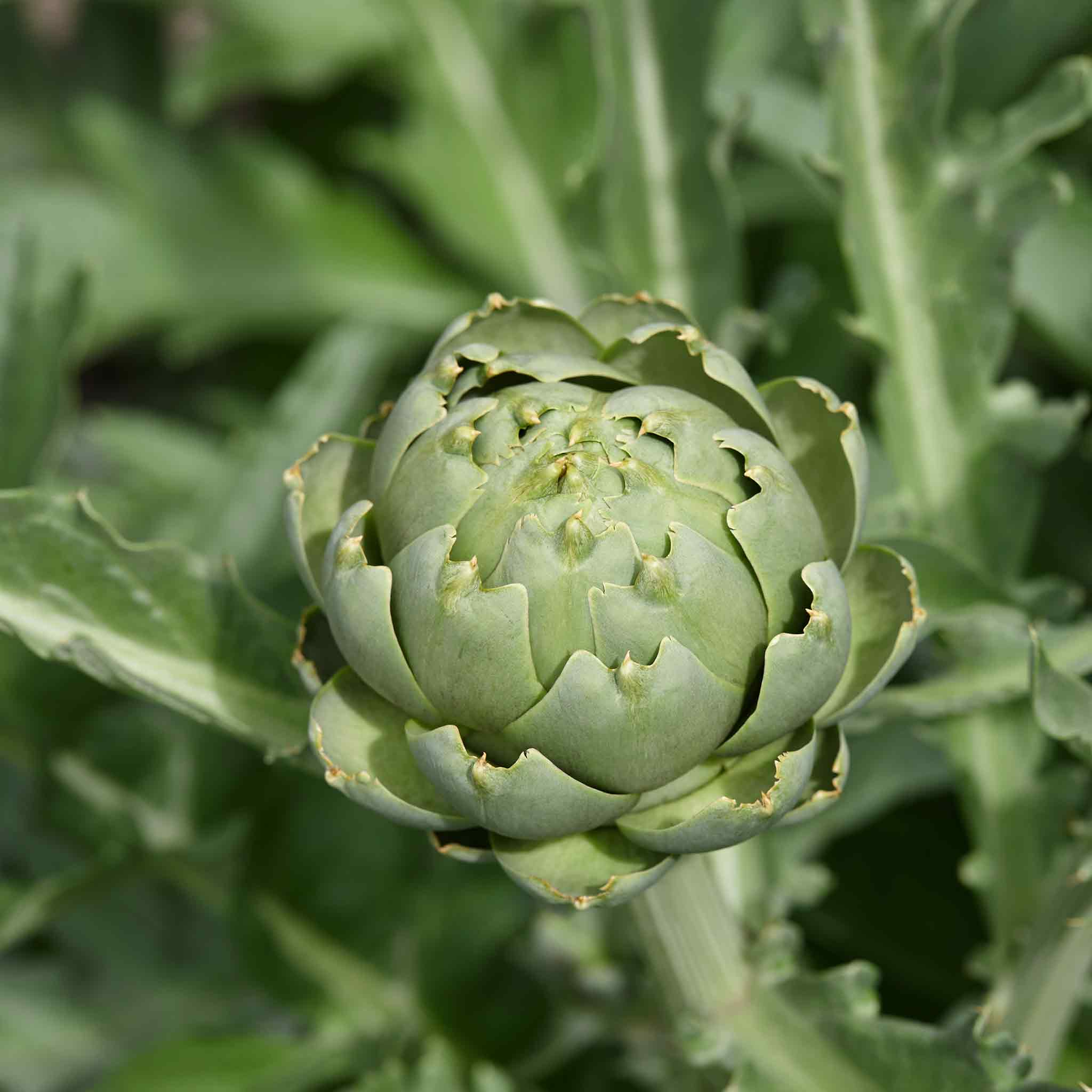 Artichoke 'Green Globe' - Image 6