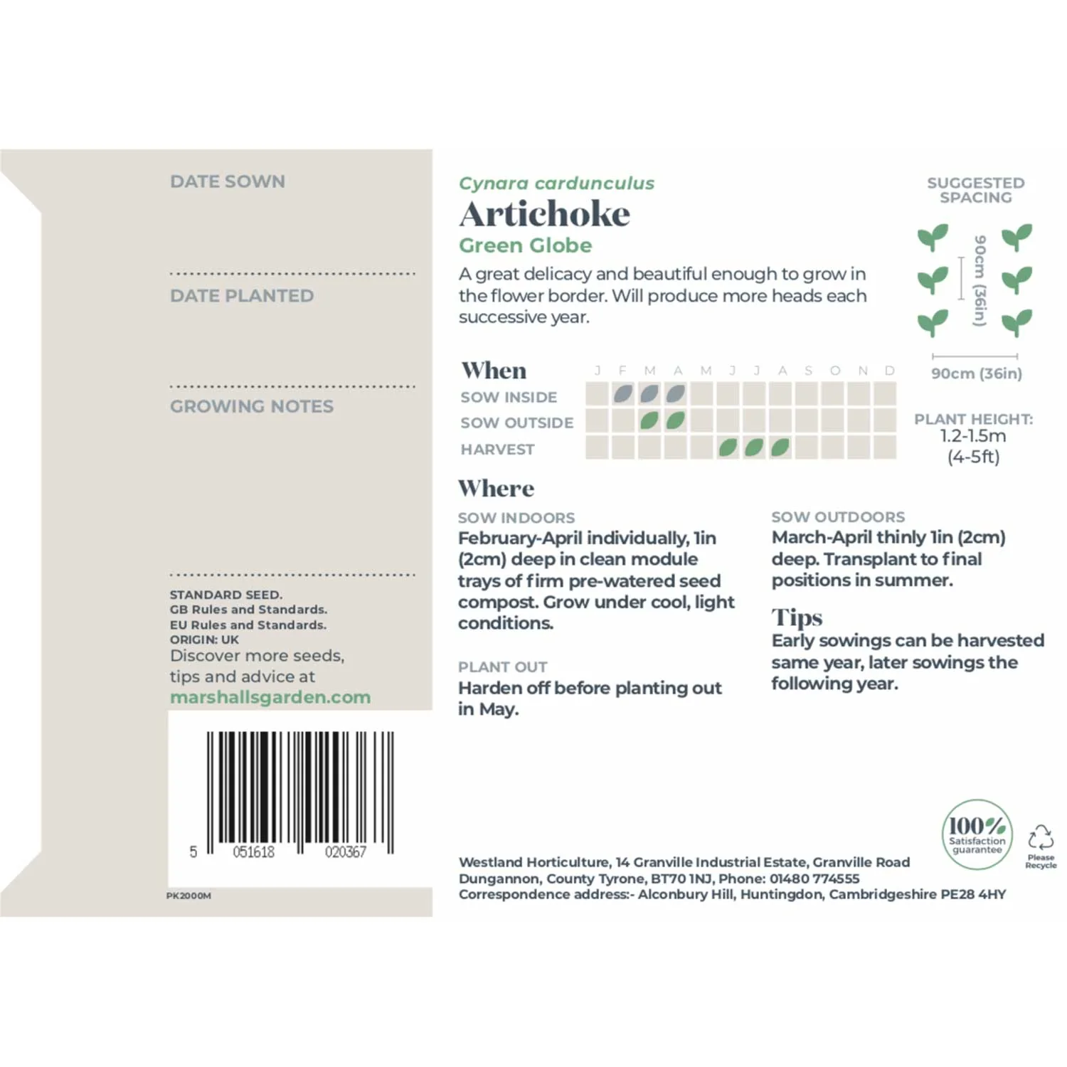 Artichoke Seeds 'Green Globe' - Image 5