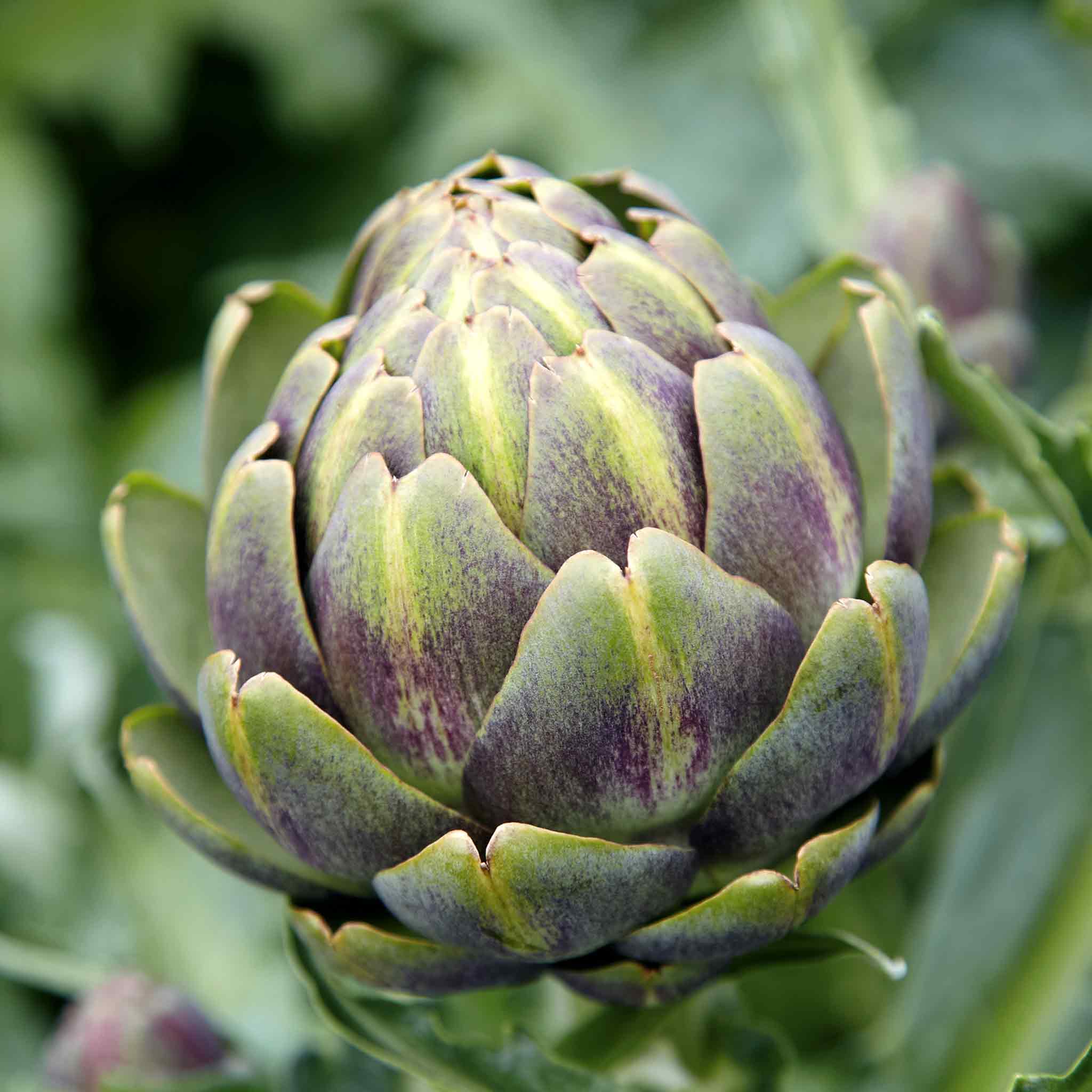 Artichoke 'Violet Globe' - Image 6