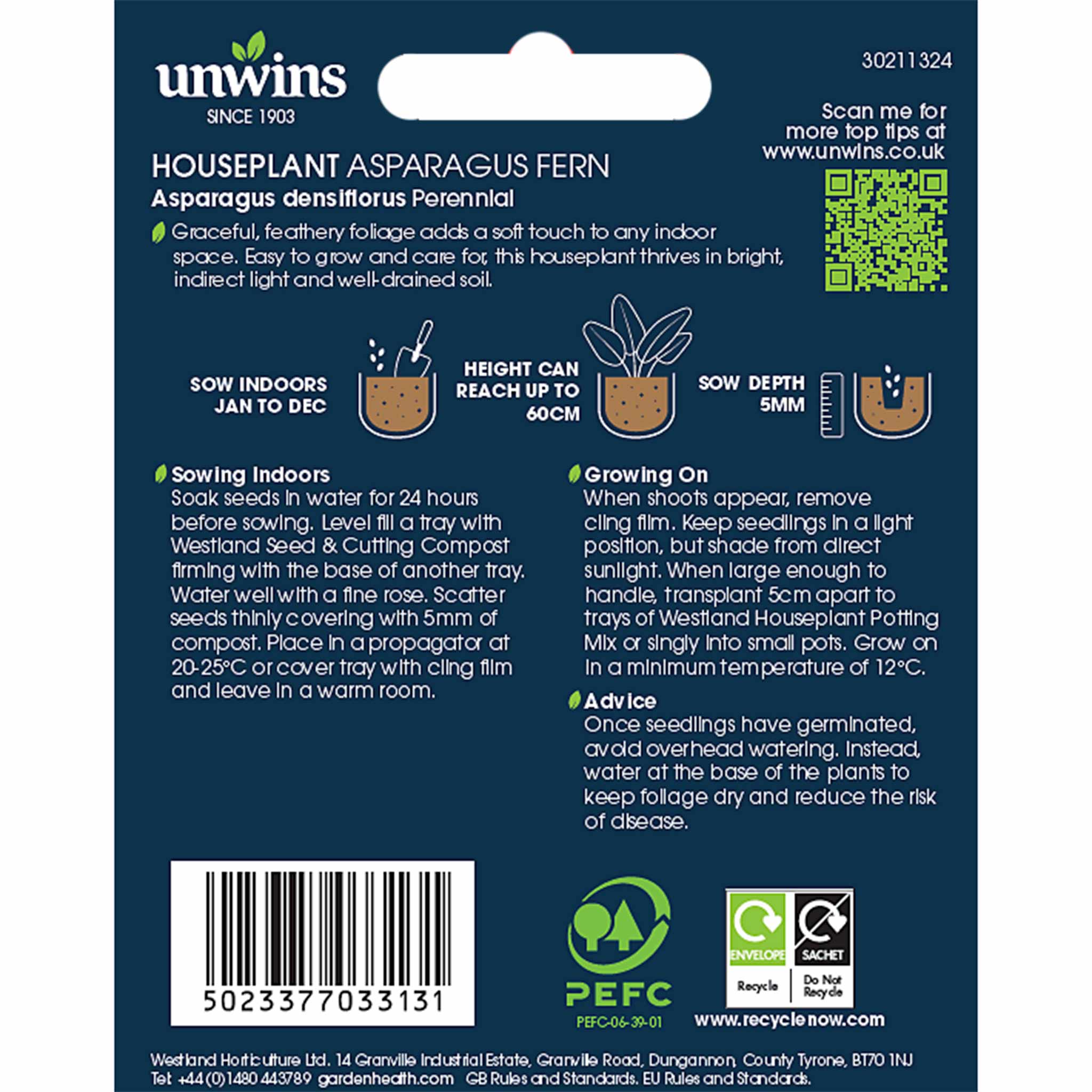 Asparagus Fern Seeds - Image 4