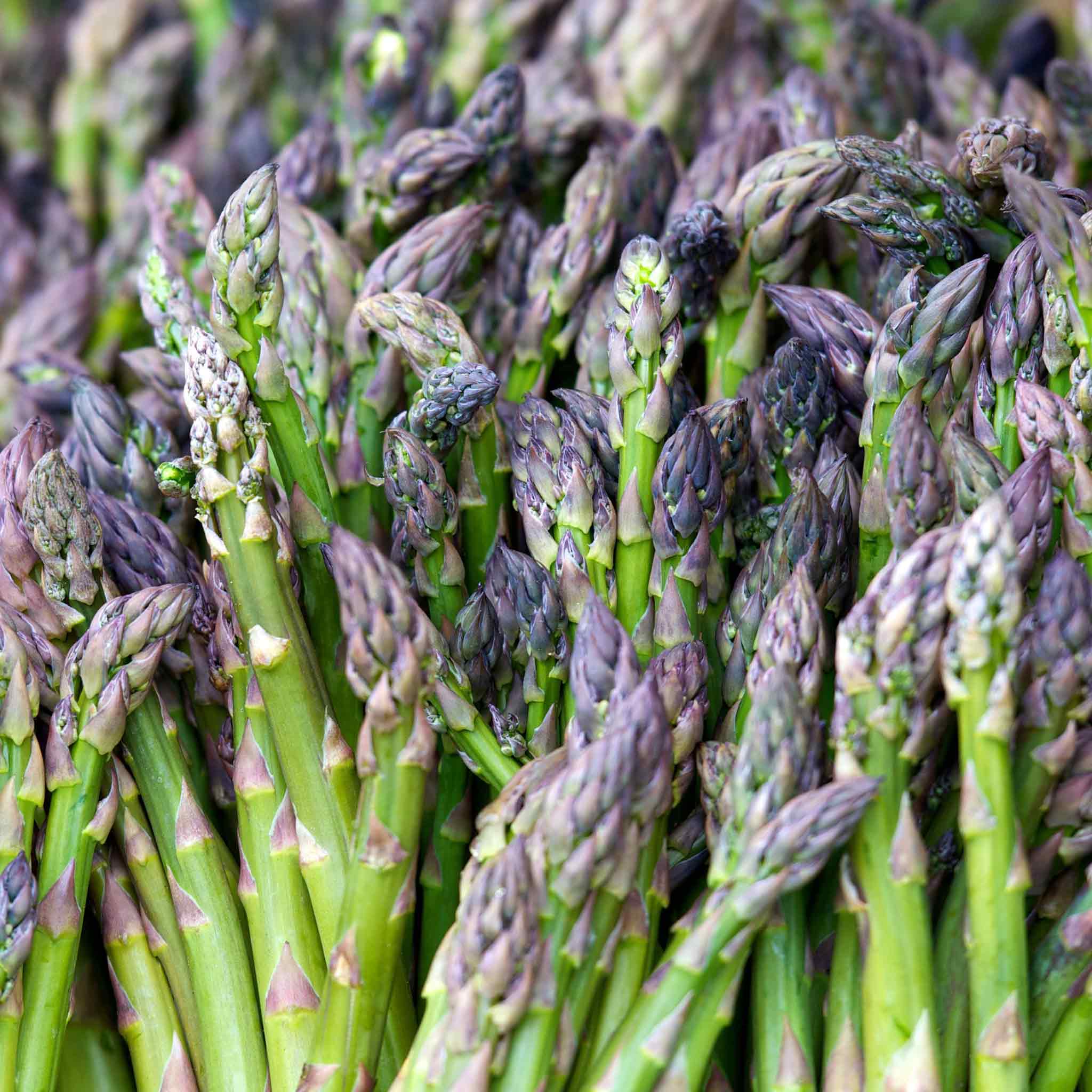 Asparagus Crown 'Long Season' Collection - Image 2