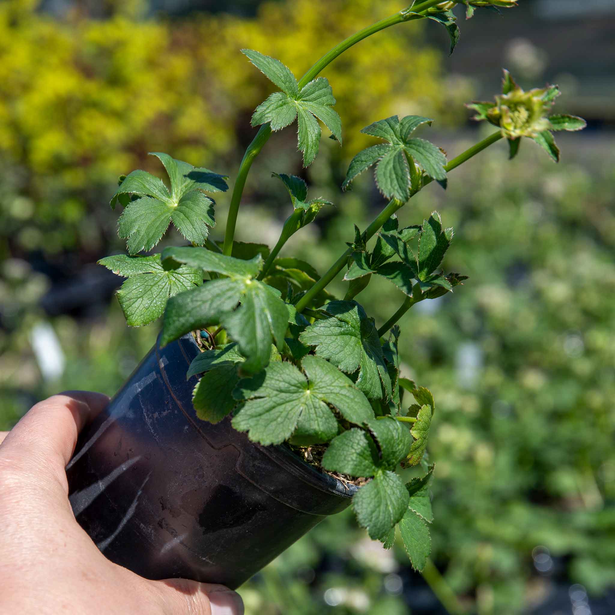 Astrantia 'Buckland' - Image 2