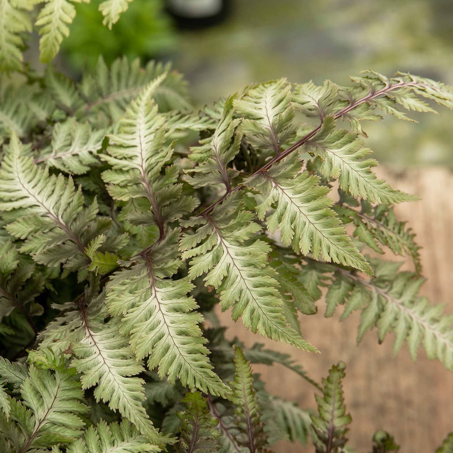 Athyrium 'Niponicum Metallicum' - Image 3
