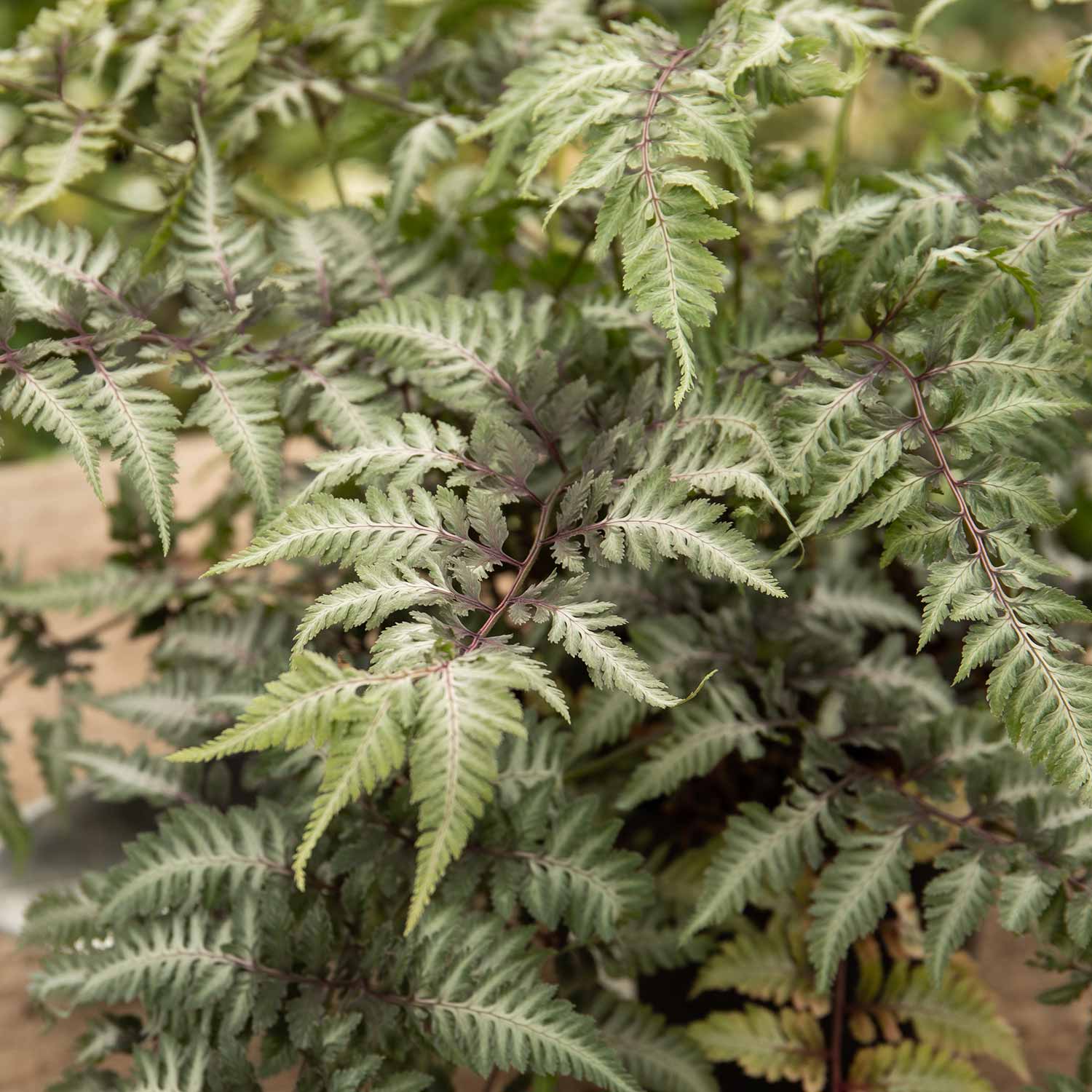 Athyrium 'Niponicum Metallicum' - Image 6