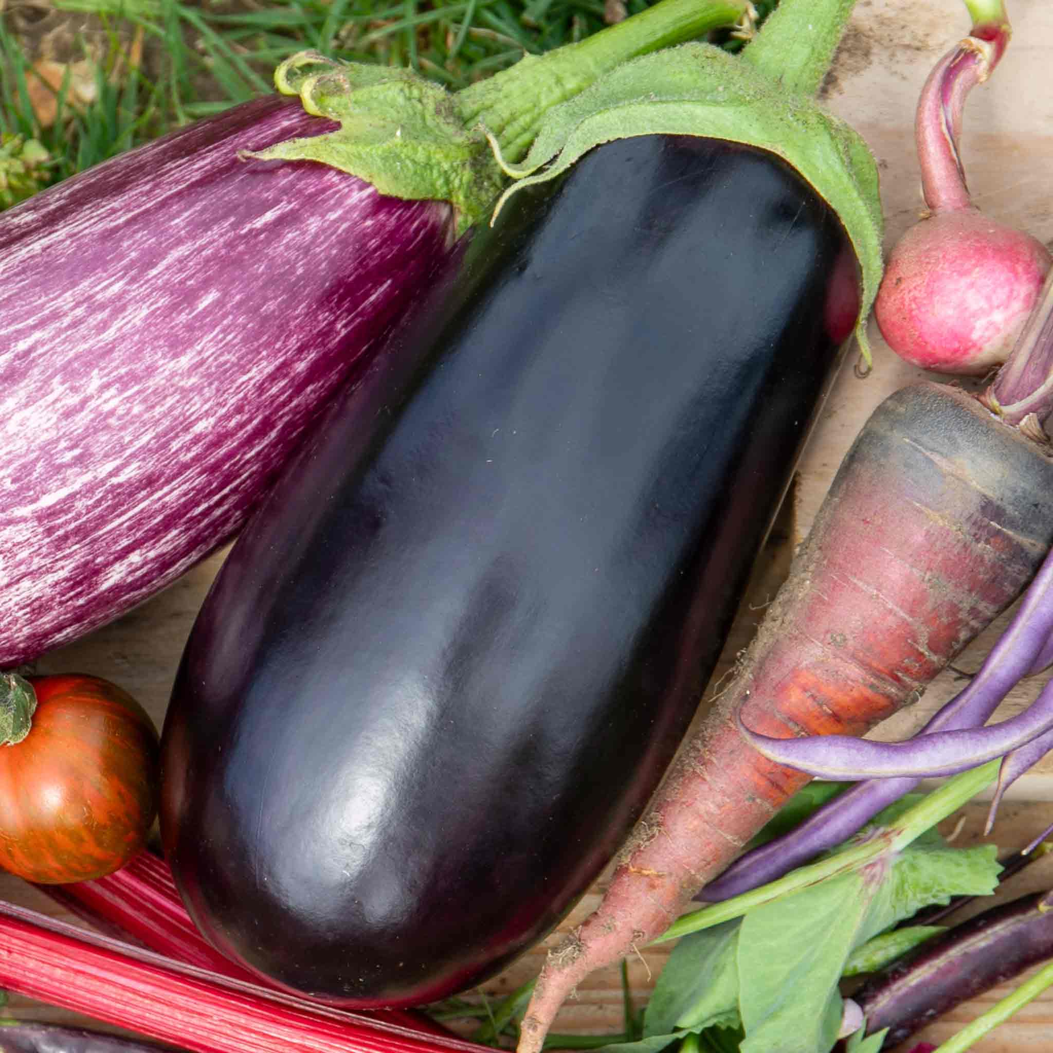 Grafted Aubergine 'Moneymaker' - Image 4