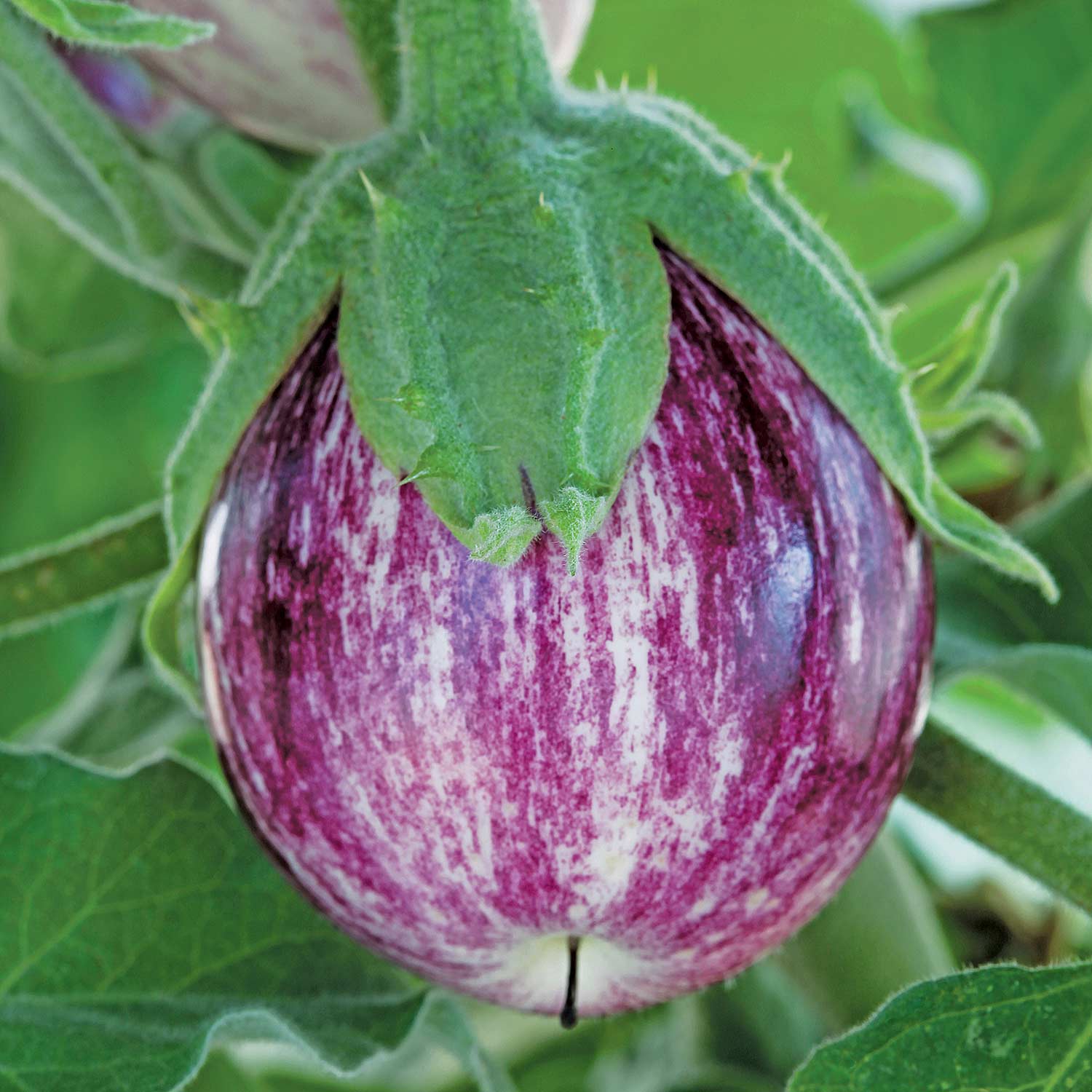 Aubergine Collection - Image 3
