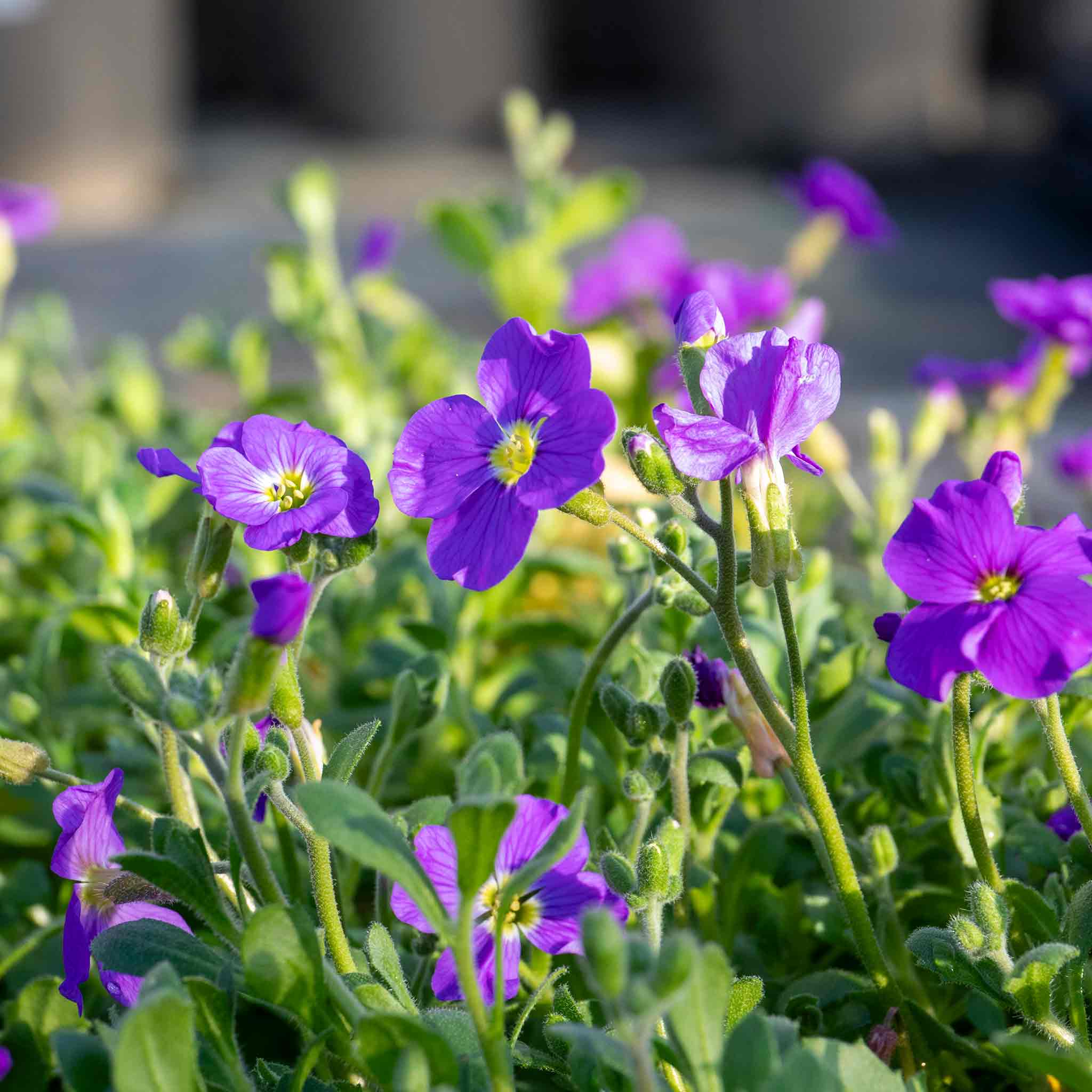 Aubrieta 'Audrey Blue' - Image 3