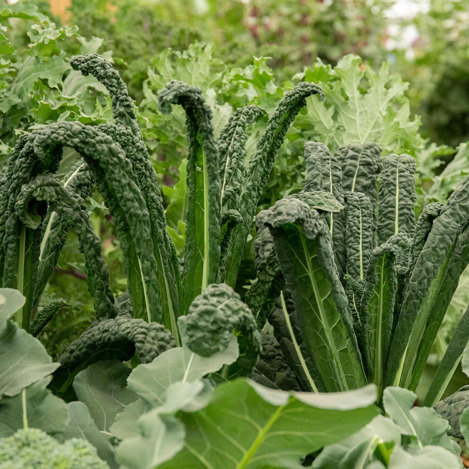 Brassica 'Autumn & Winter Cropping' Collection - Image 4