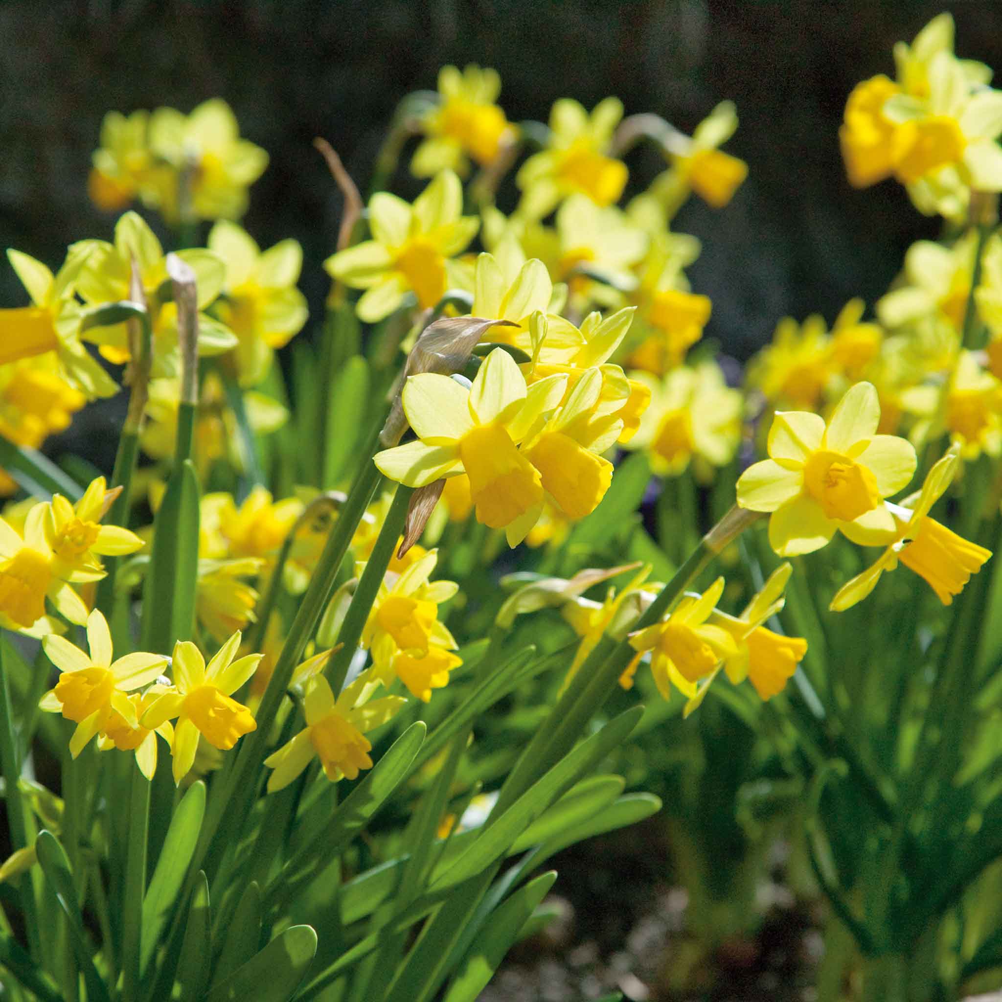 Autumn Bulbs Value Collection - Image 2