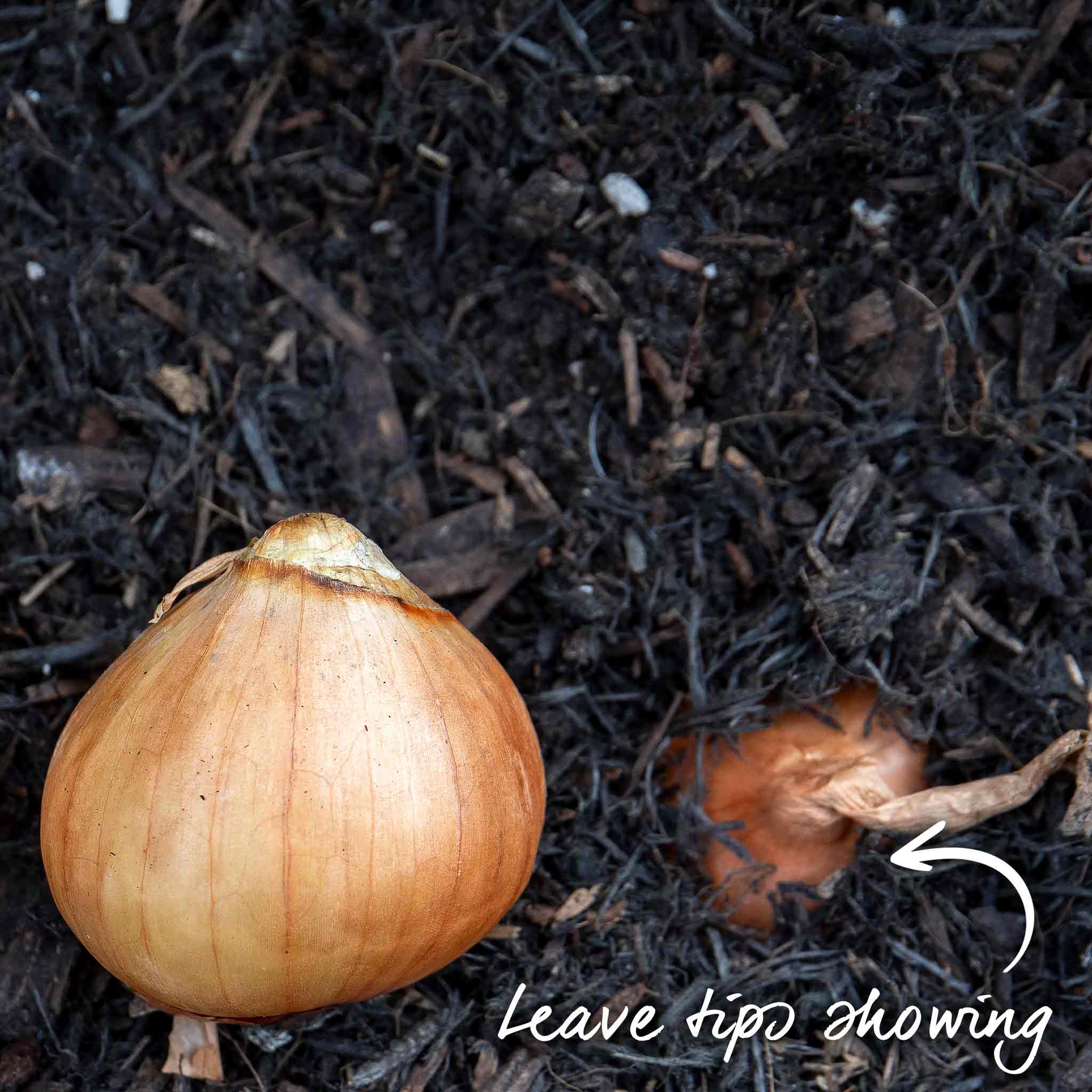 Spring Planting Shallot Sets 'Golden Gourmet' - Image 7