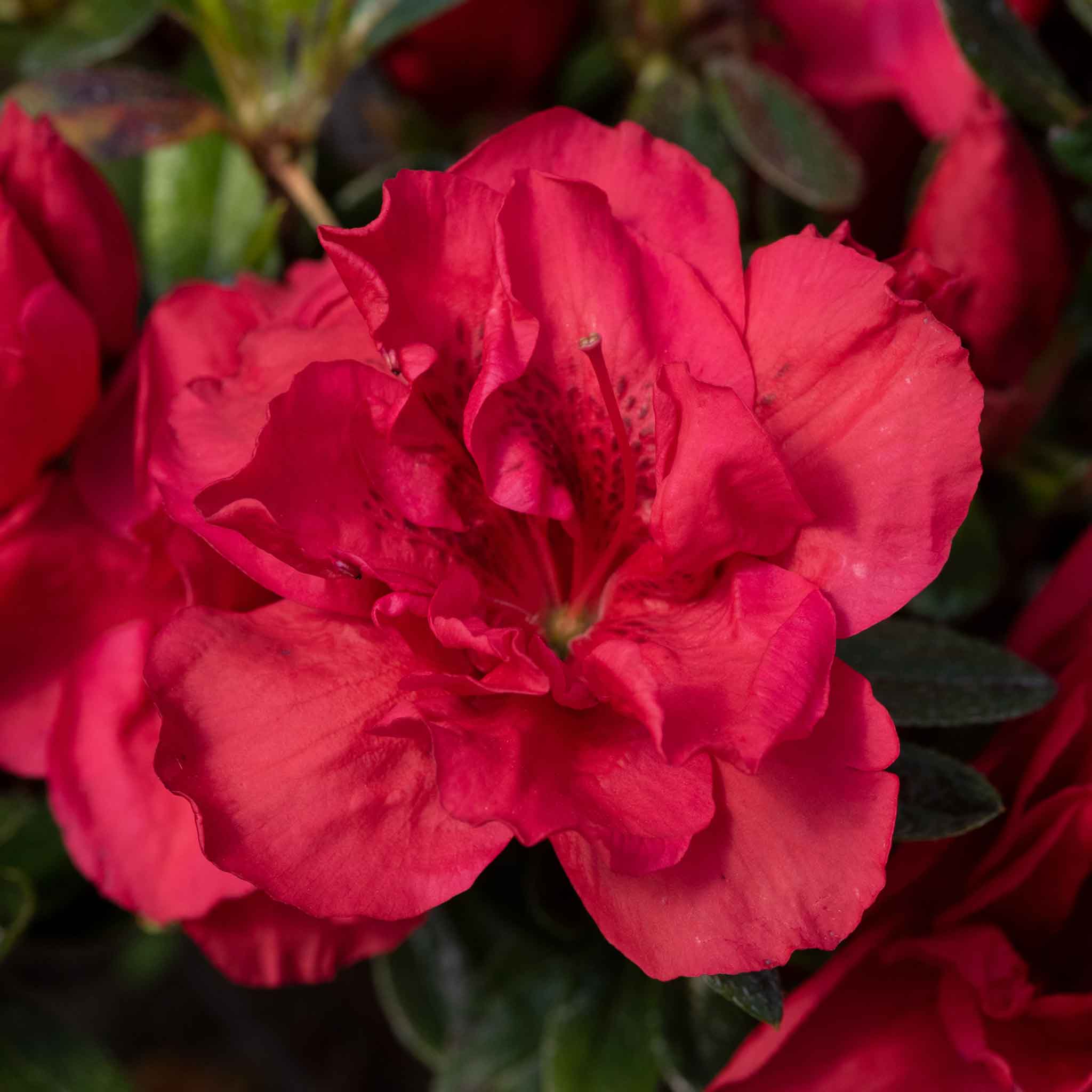 Azalea 'Encore Autumn Fire' - Image 4