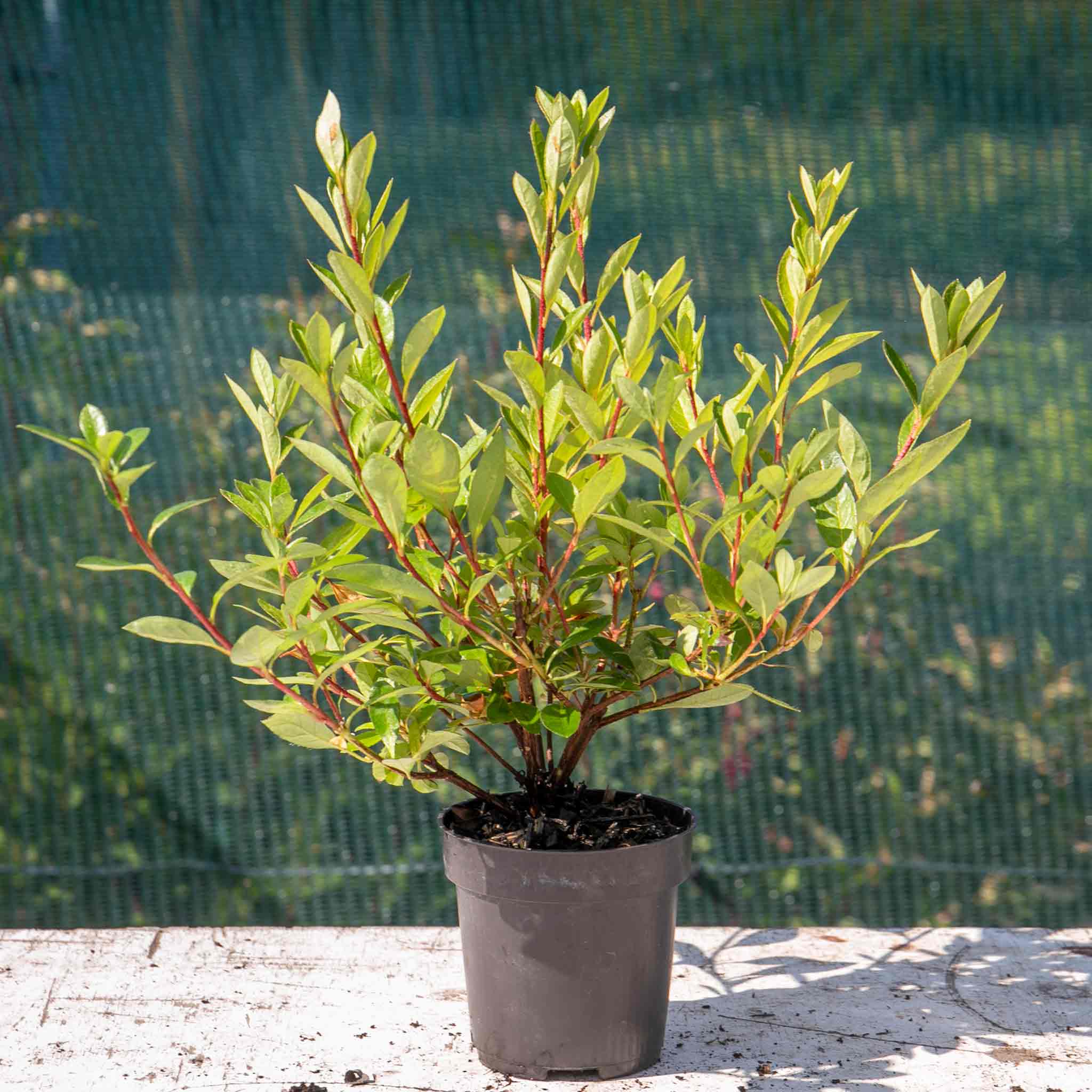 Azalea 'Encore Autumn Fire' - Image 6
