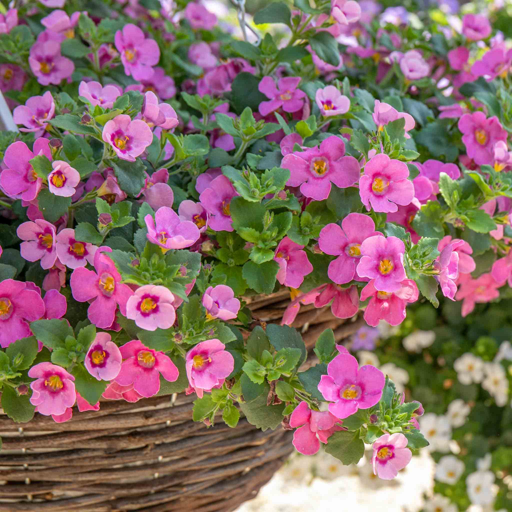 Bacopa 'Megacopa Pink' - Image 6