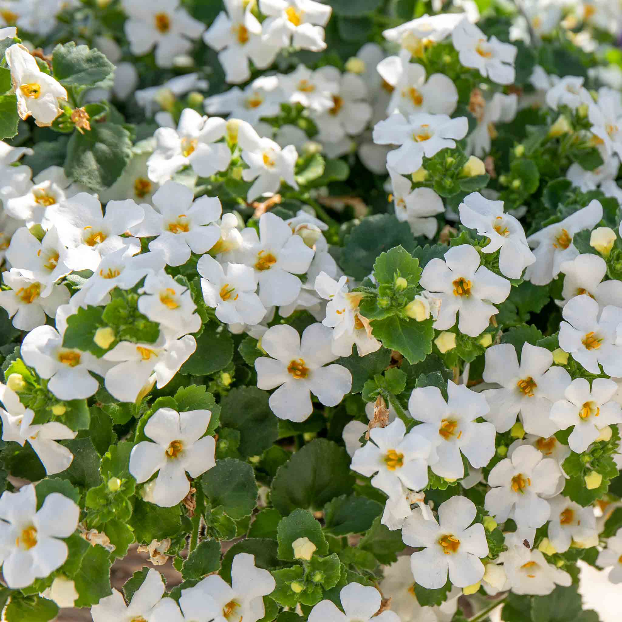 Bacopa 'Megacopa White' - Image 3