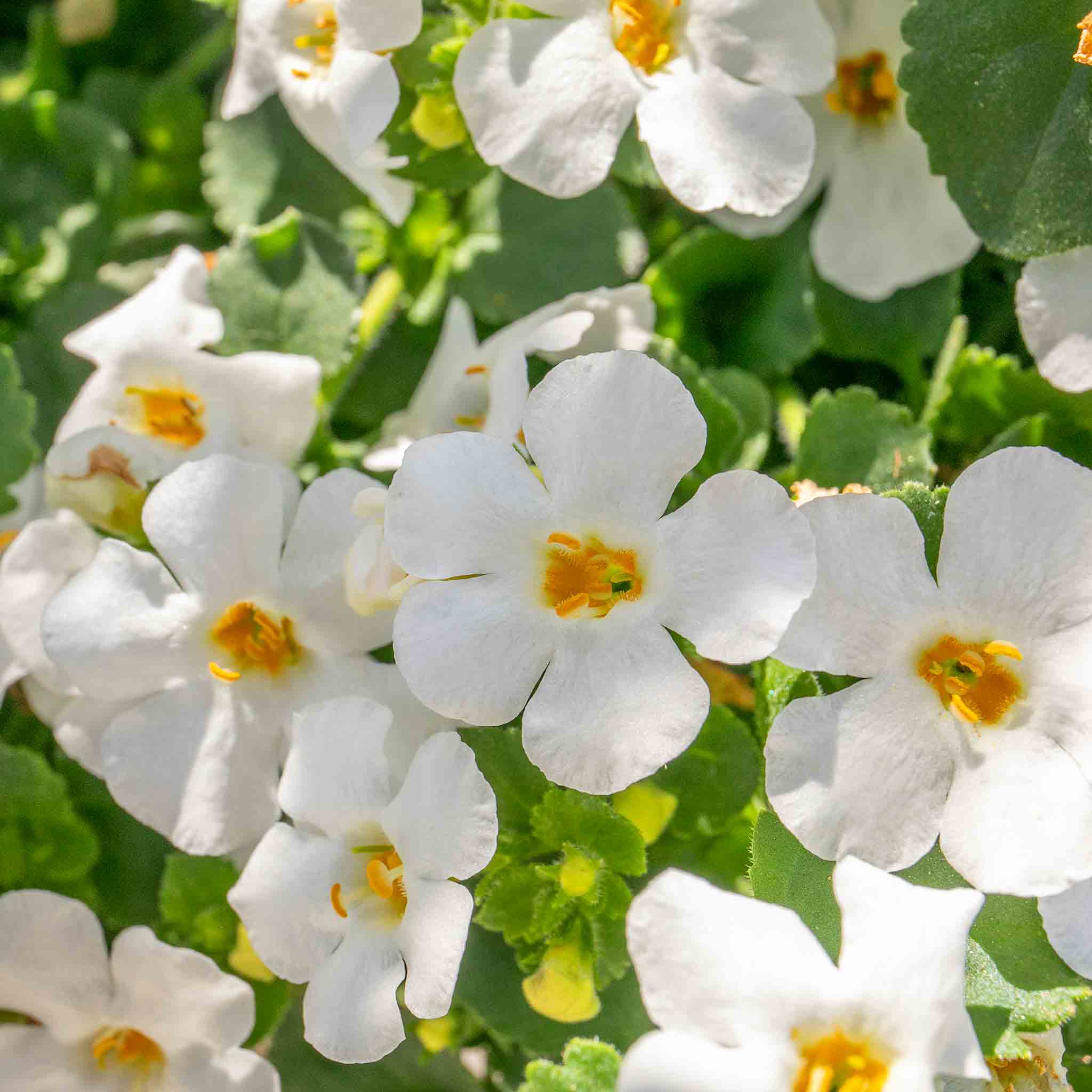 Bacopa 'Megacopa White' - Image 4