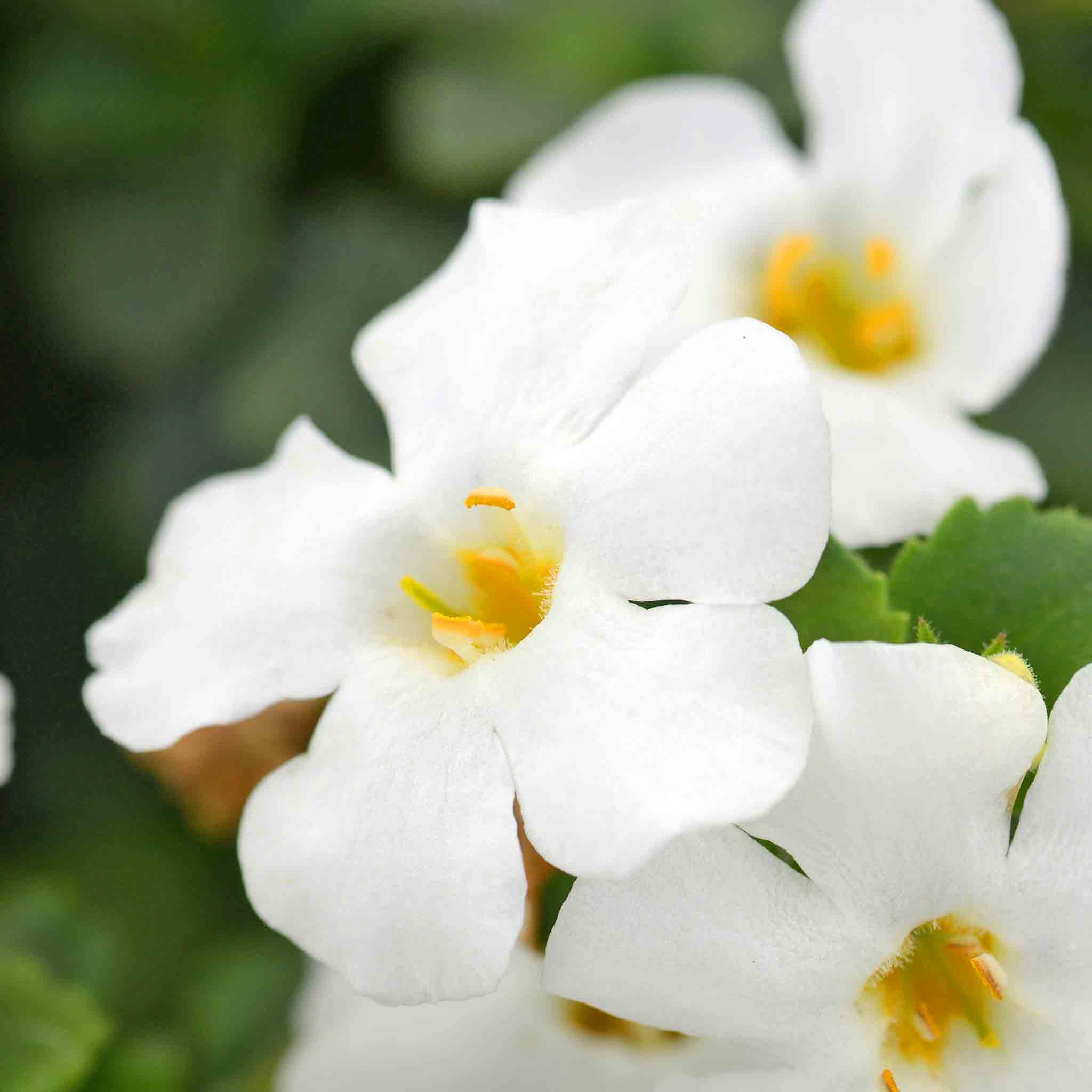 Bacopa 'Megacopa White' - Image 9