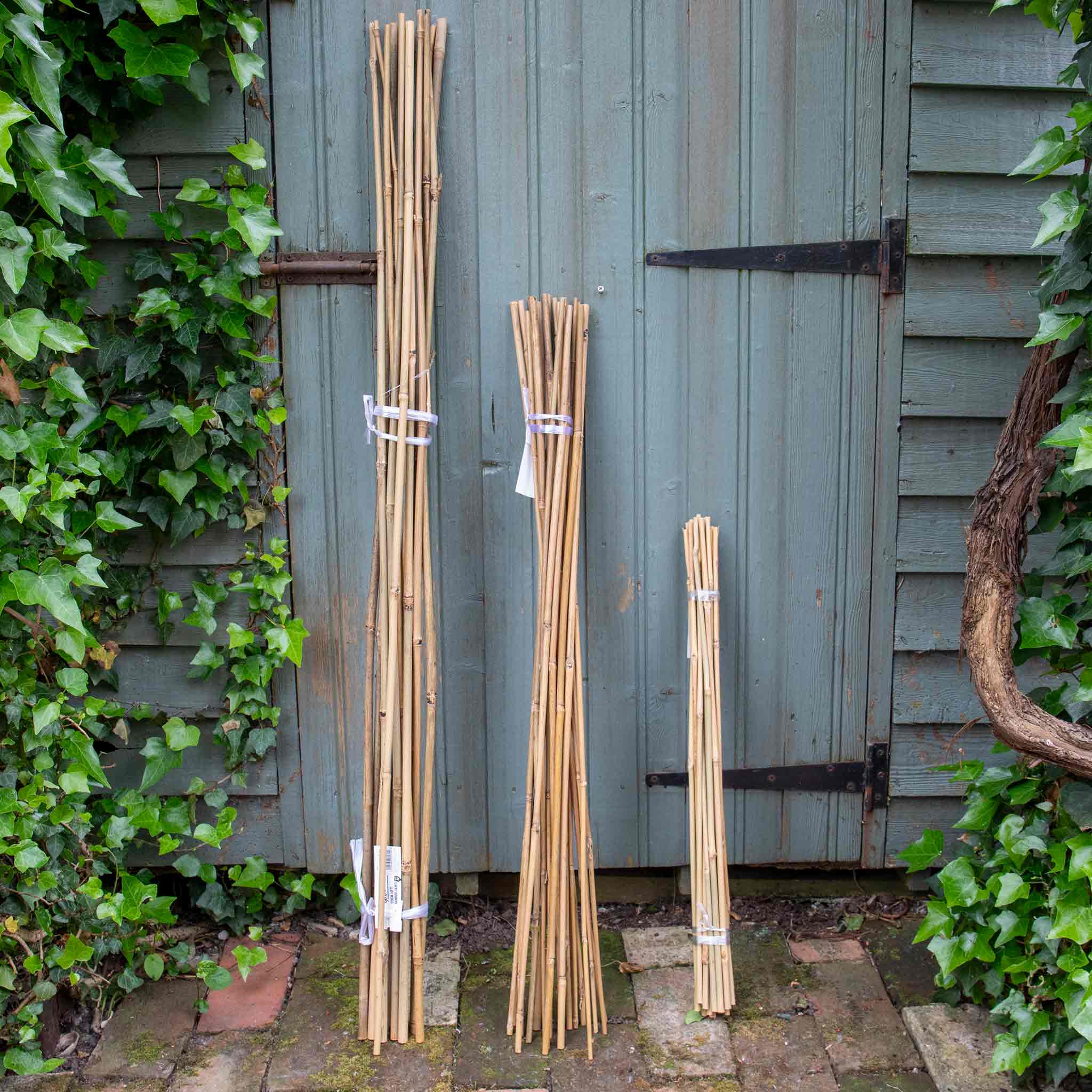 Bamboo Canes - Image 5