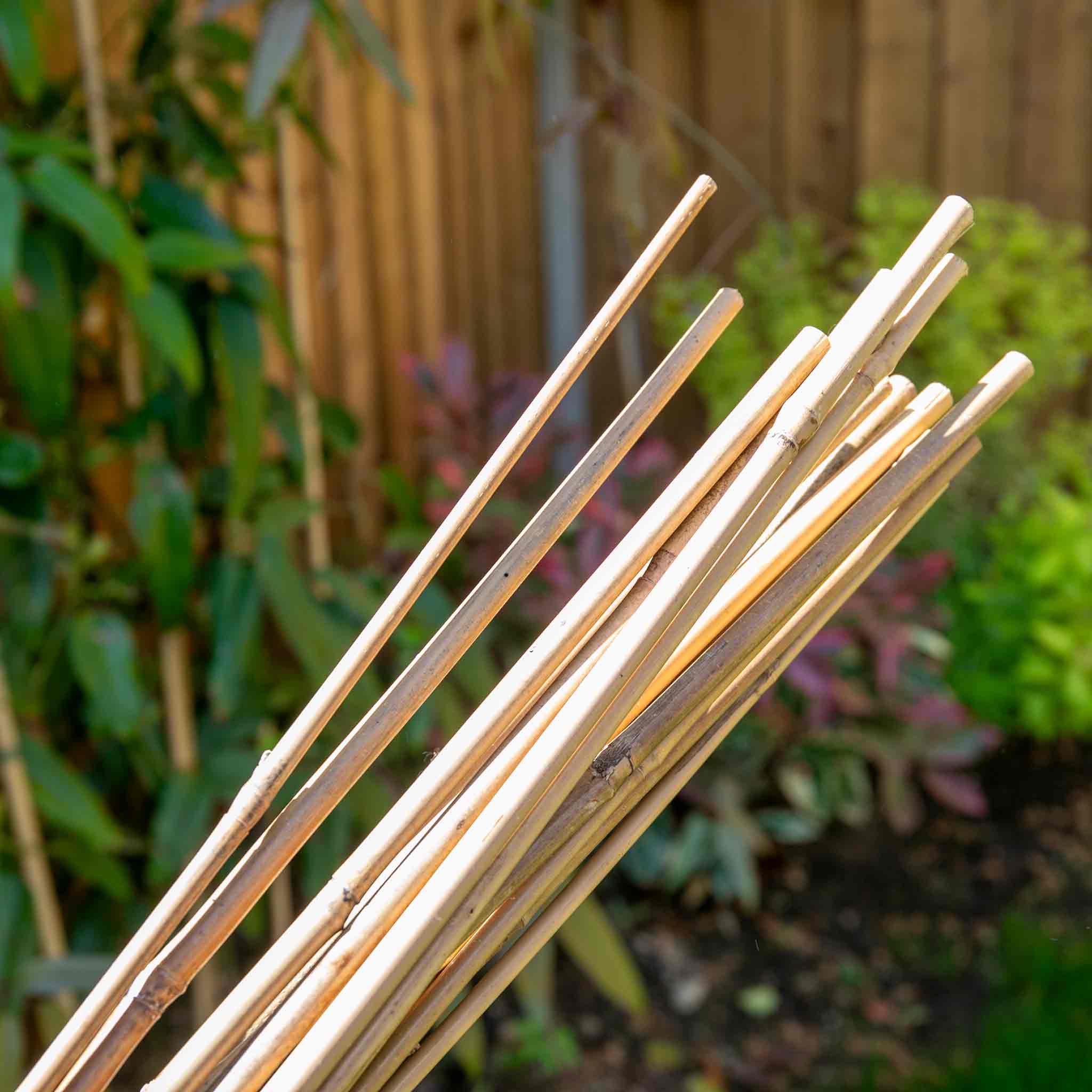 Bamboo Canes - Image 6